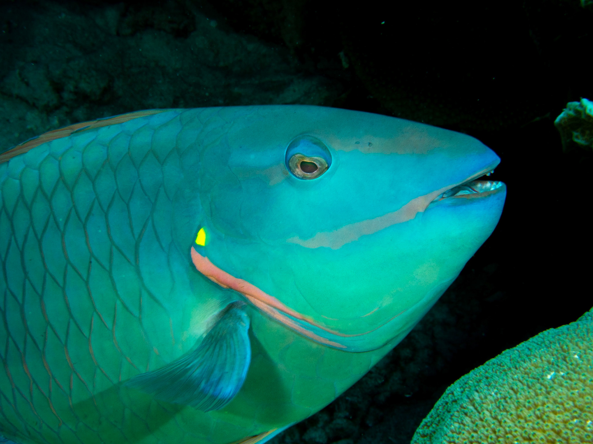 parrotfish,moray eel parrot fish