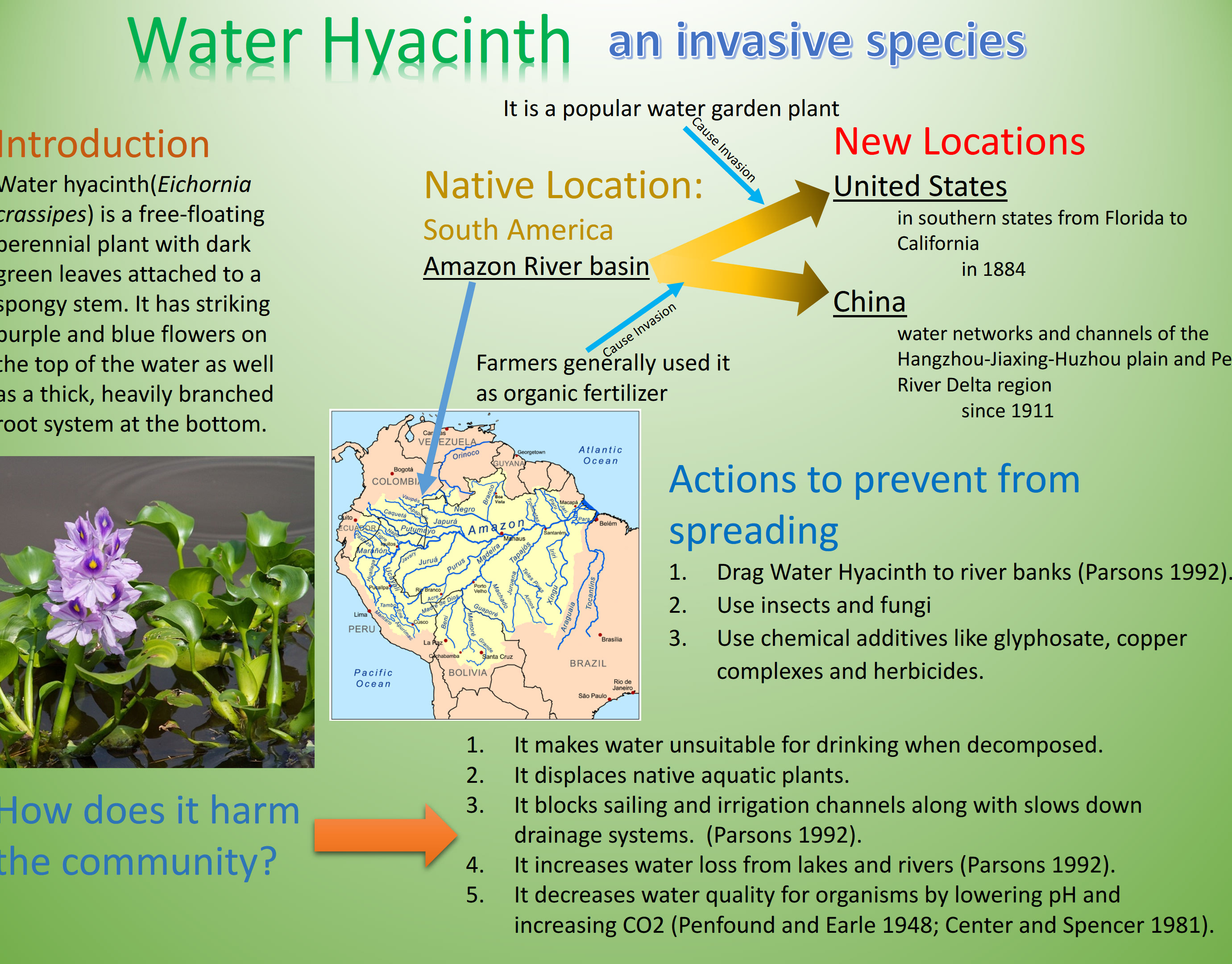 water hyacinth-an invasive species