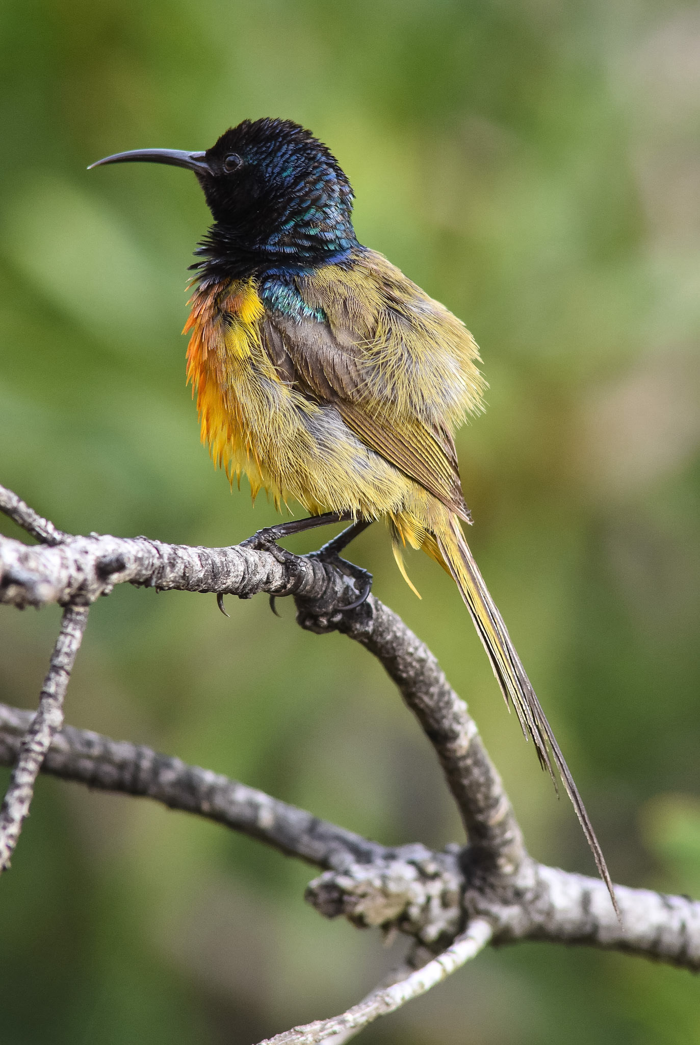 Orange-breasted Sun Bird, Rooiels, Western Cape, South Africa (2015)