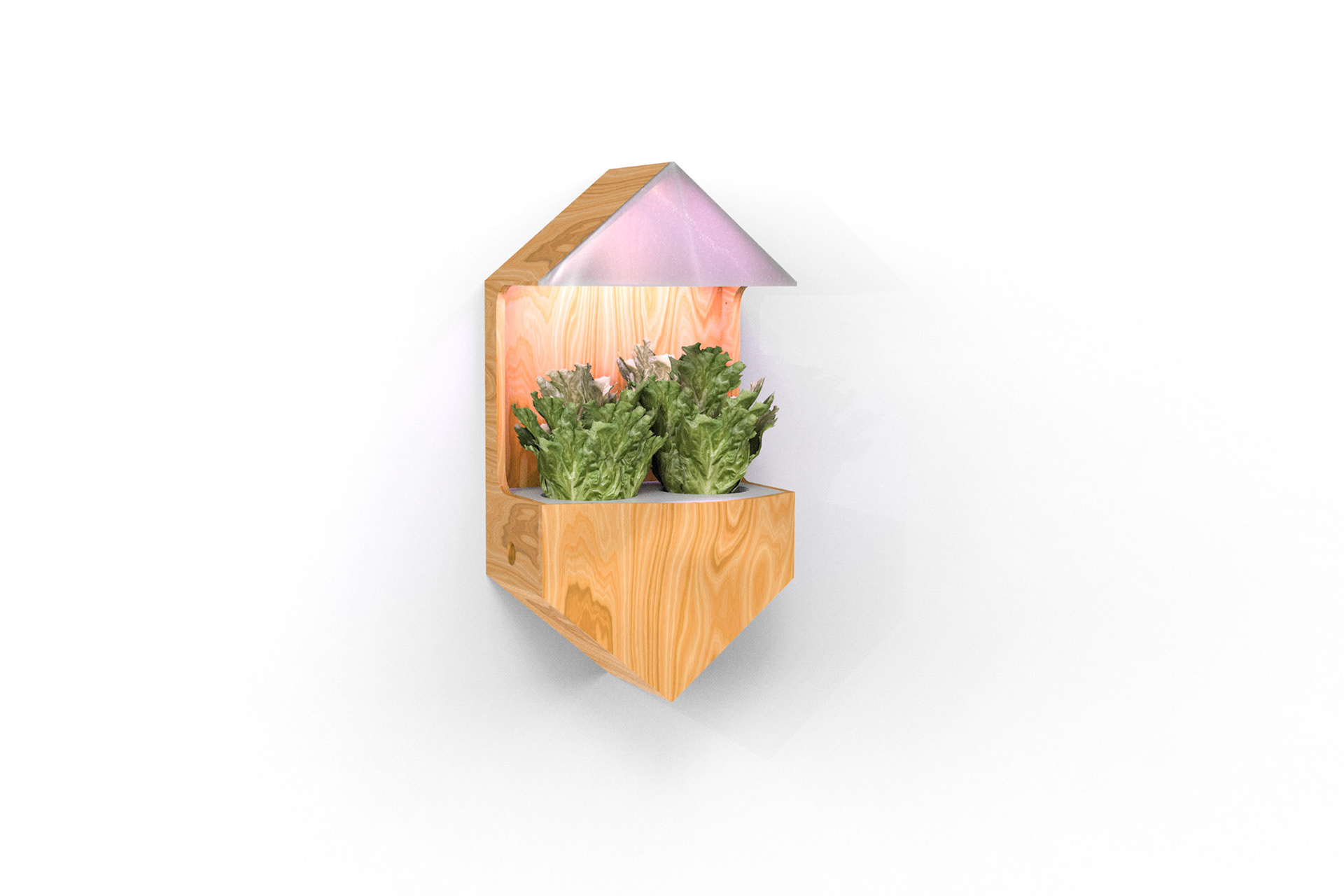 Plants are grown using hydroponics, using nutrient-rich water