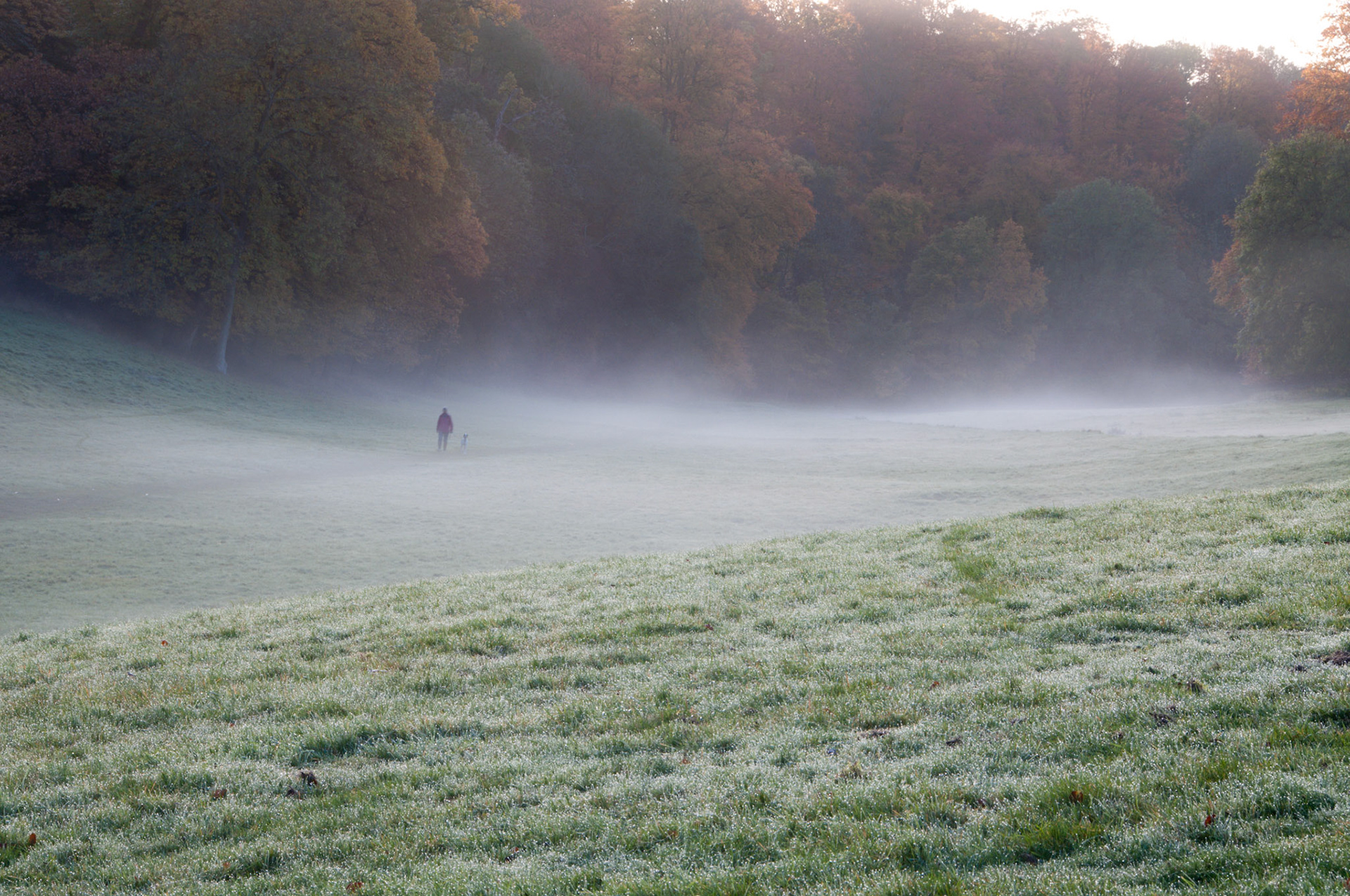 Ashridge Golden Valley