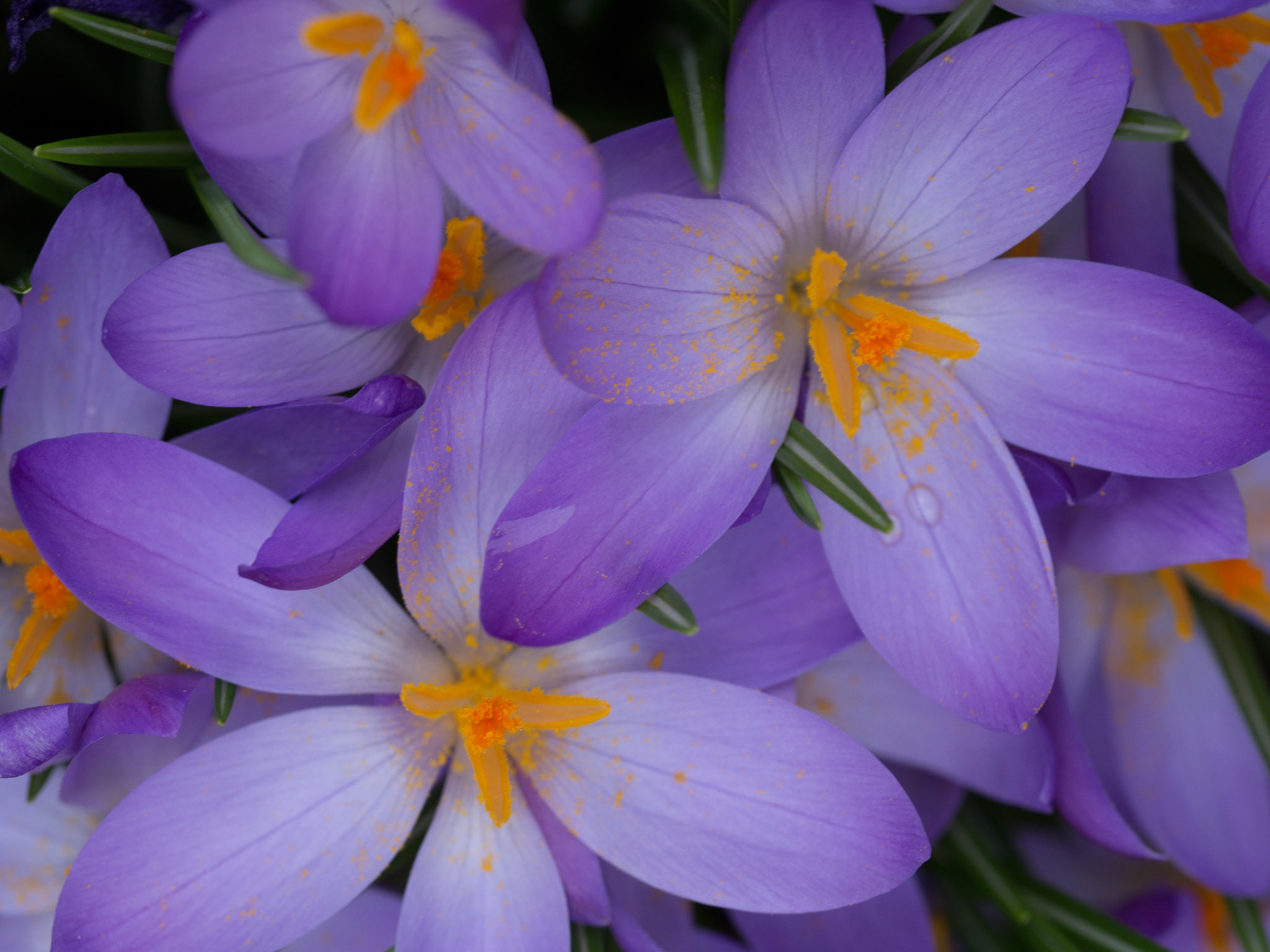 Crocuses, 2016