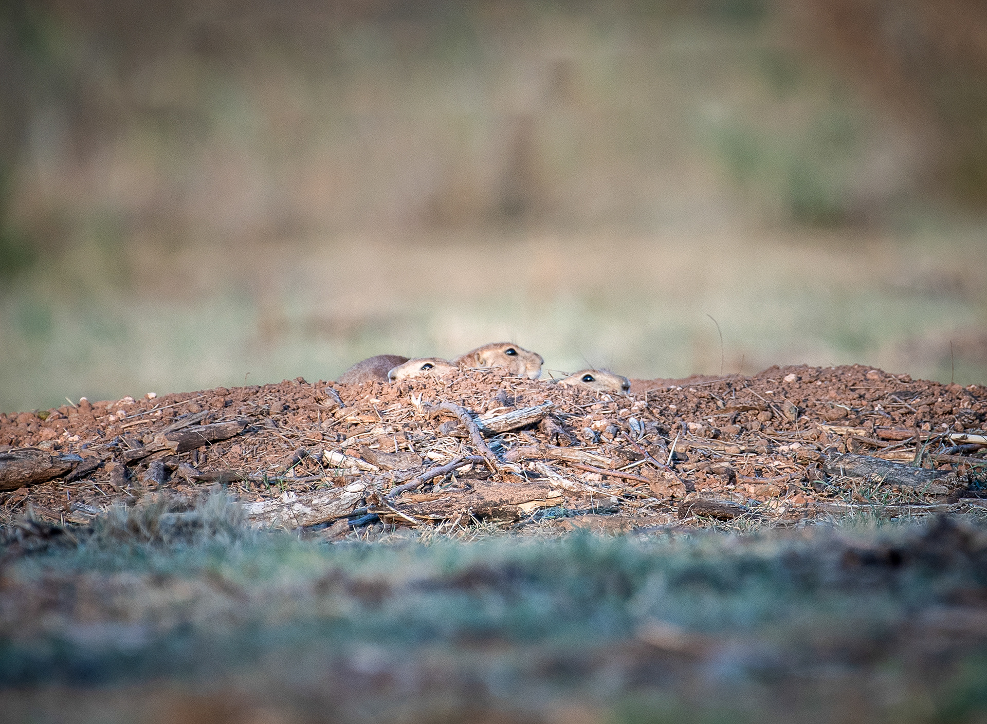 A family of prairie dogs