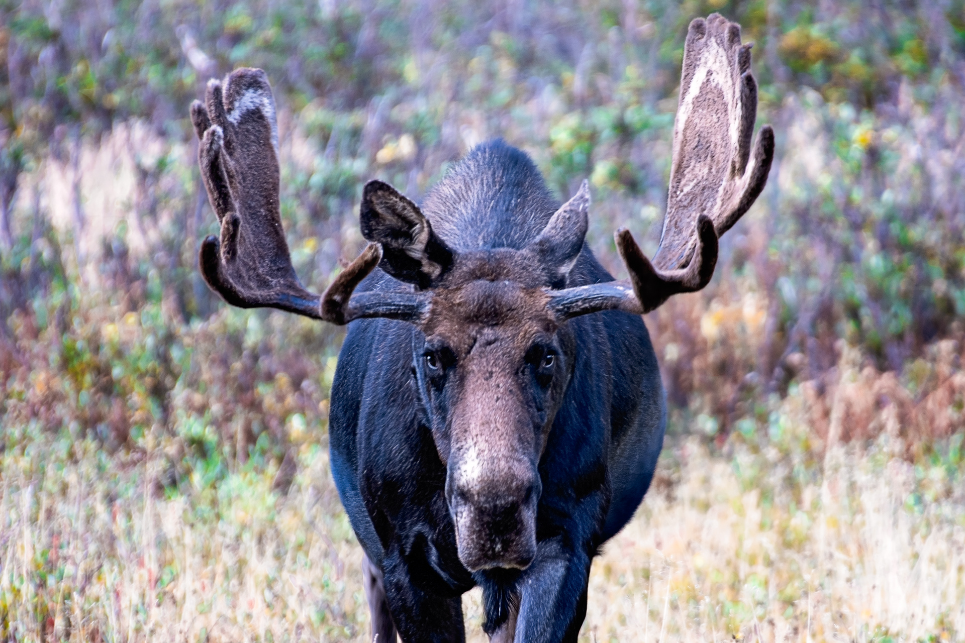 Bull Moose