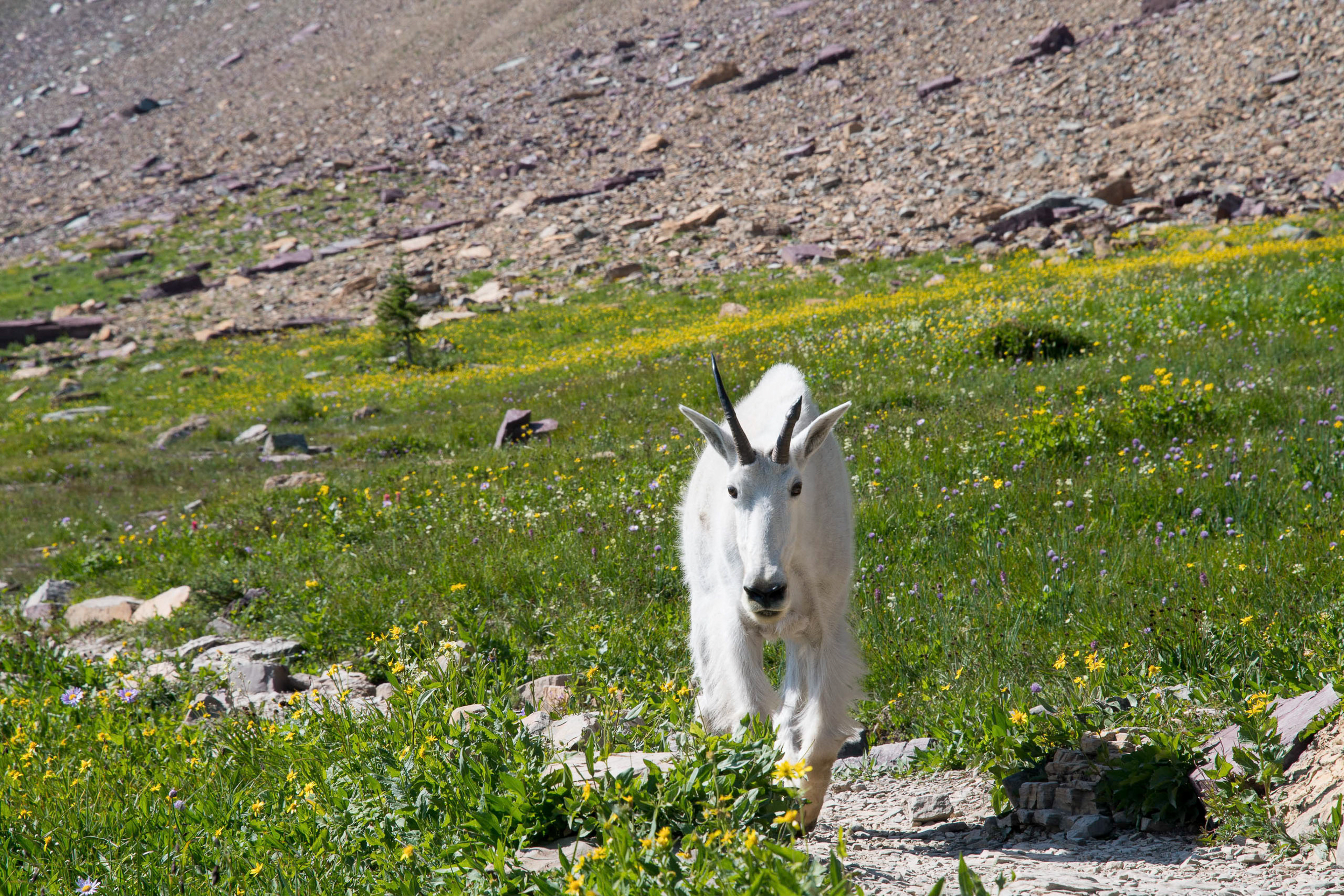 Mountain Goat, walking the trail