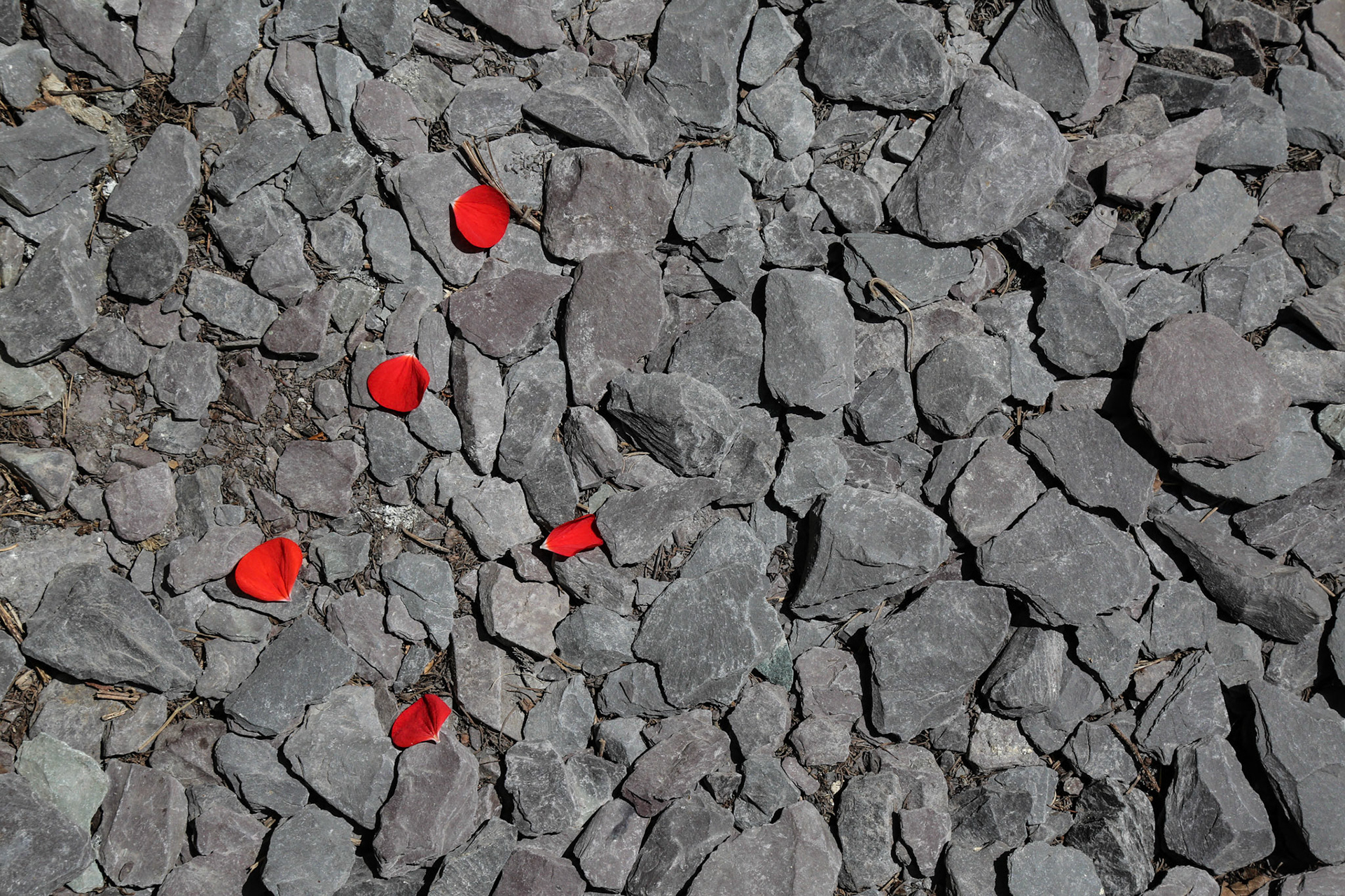 Slate, Nasturtium