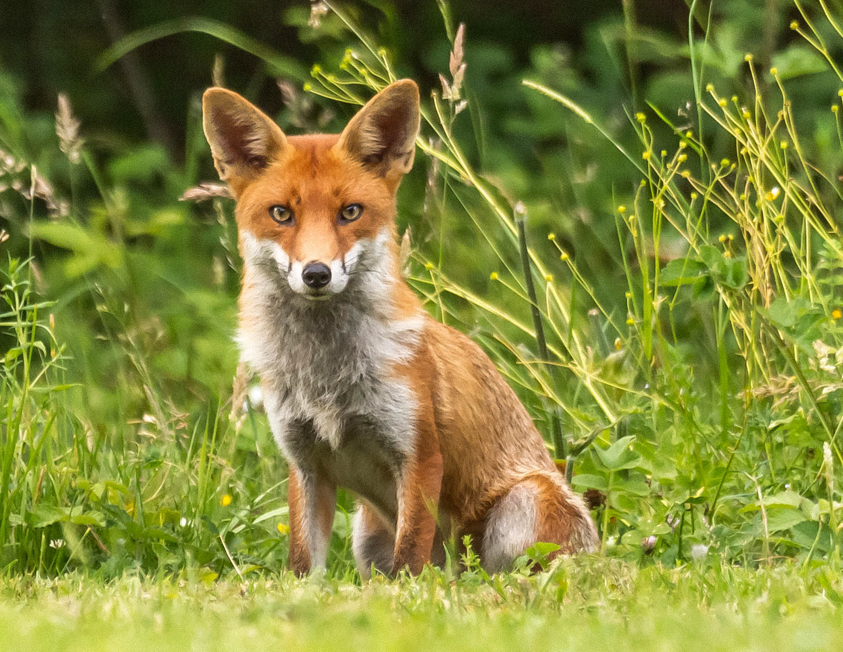 Stephen Harper The Fox Stephen Harper The Fox