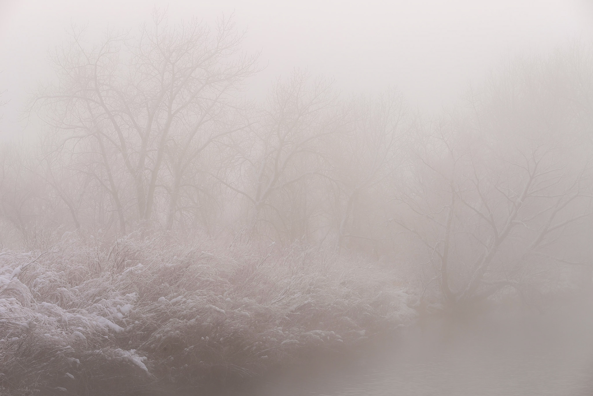 forest in fog