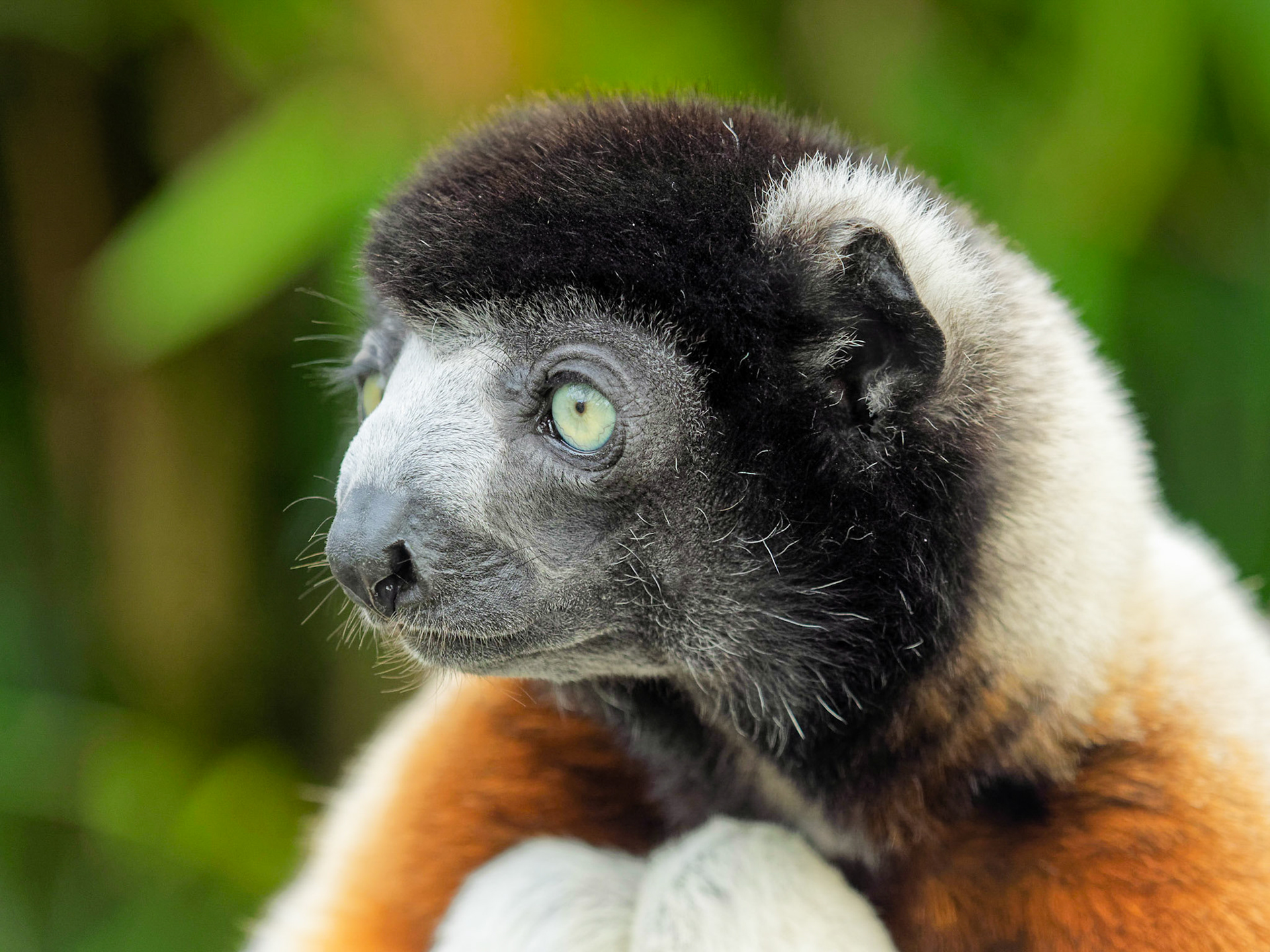 A crowned sifaka