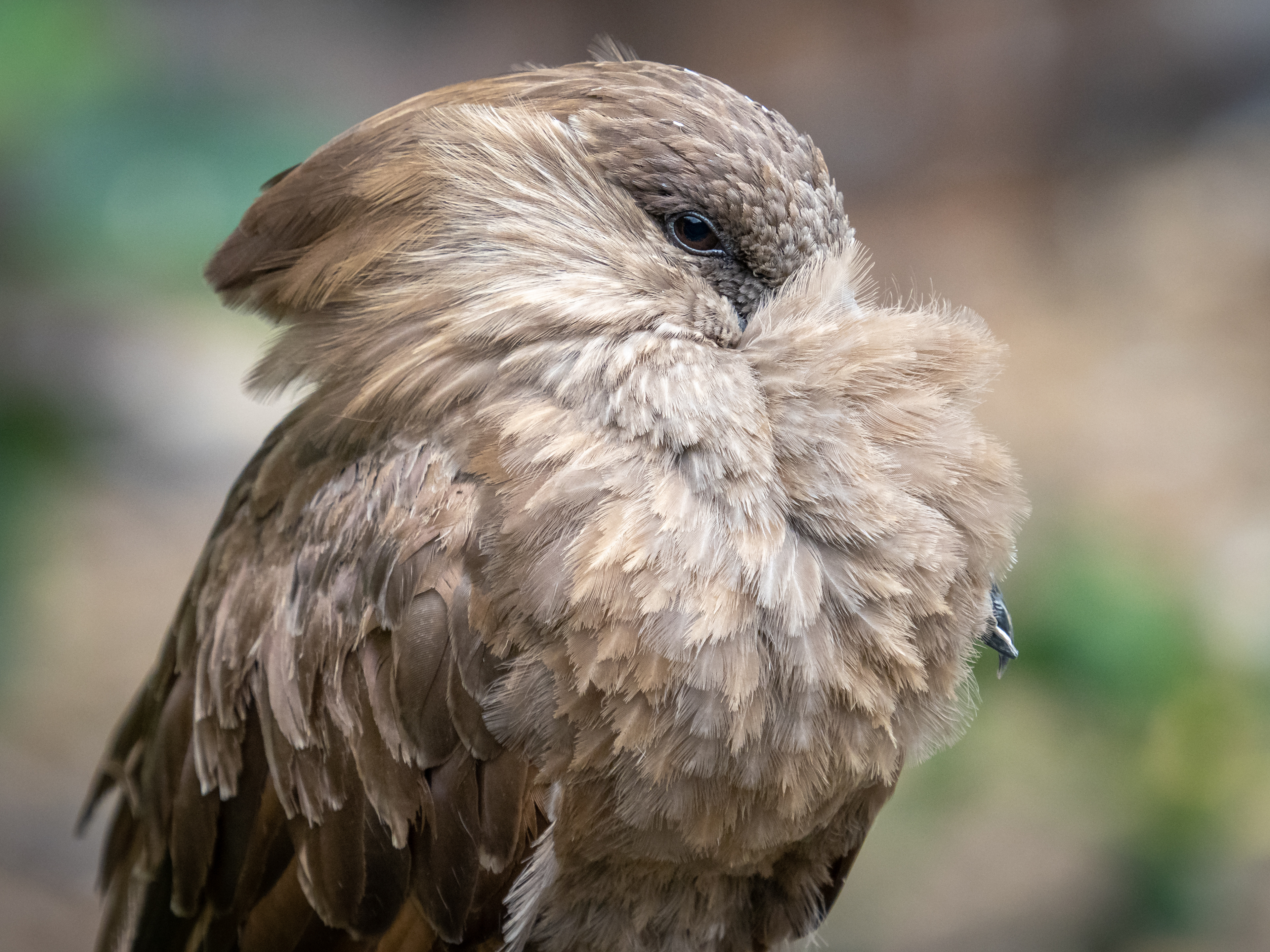 A hamerkop