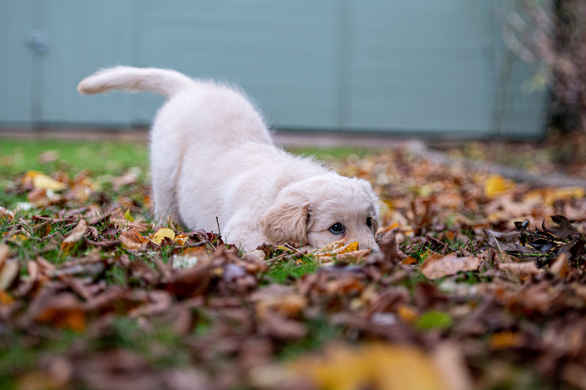Surrey Dog Photography