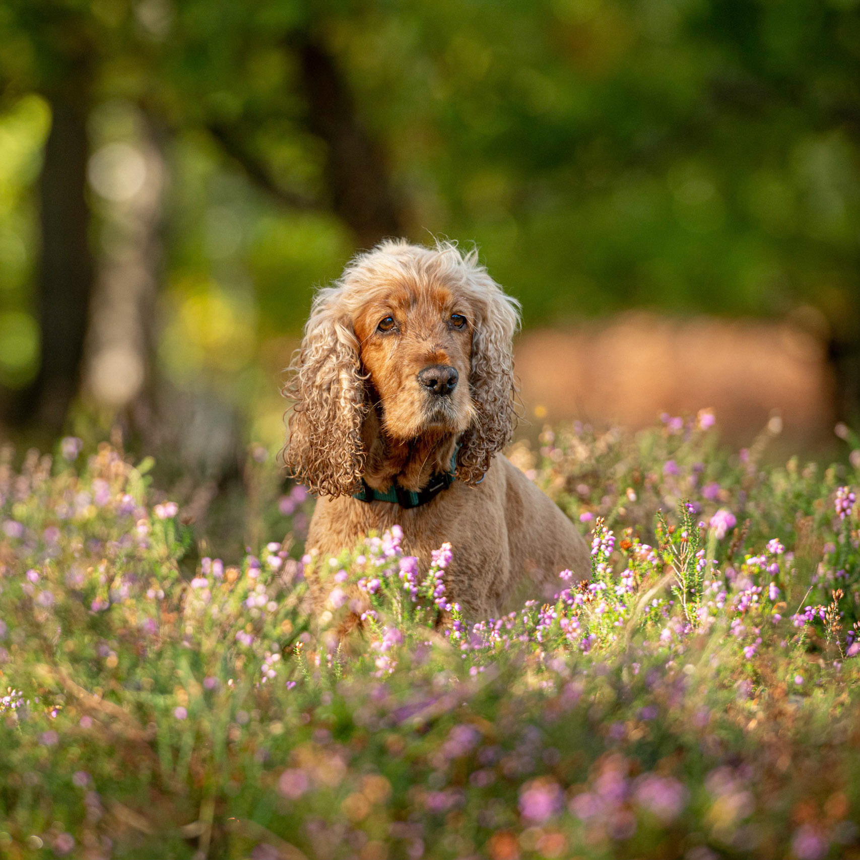 Surrey Dog Photography
