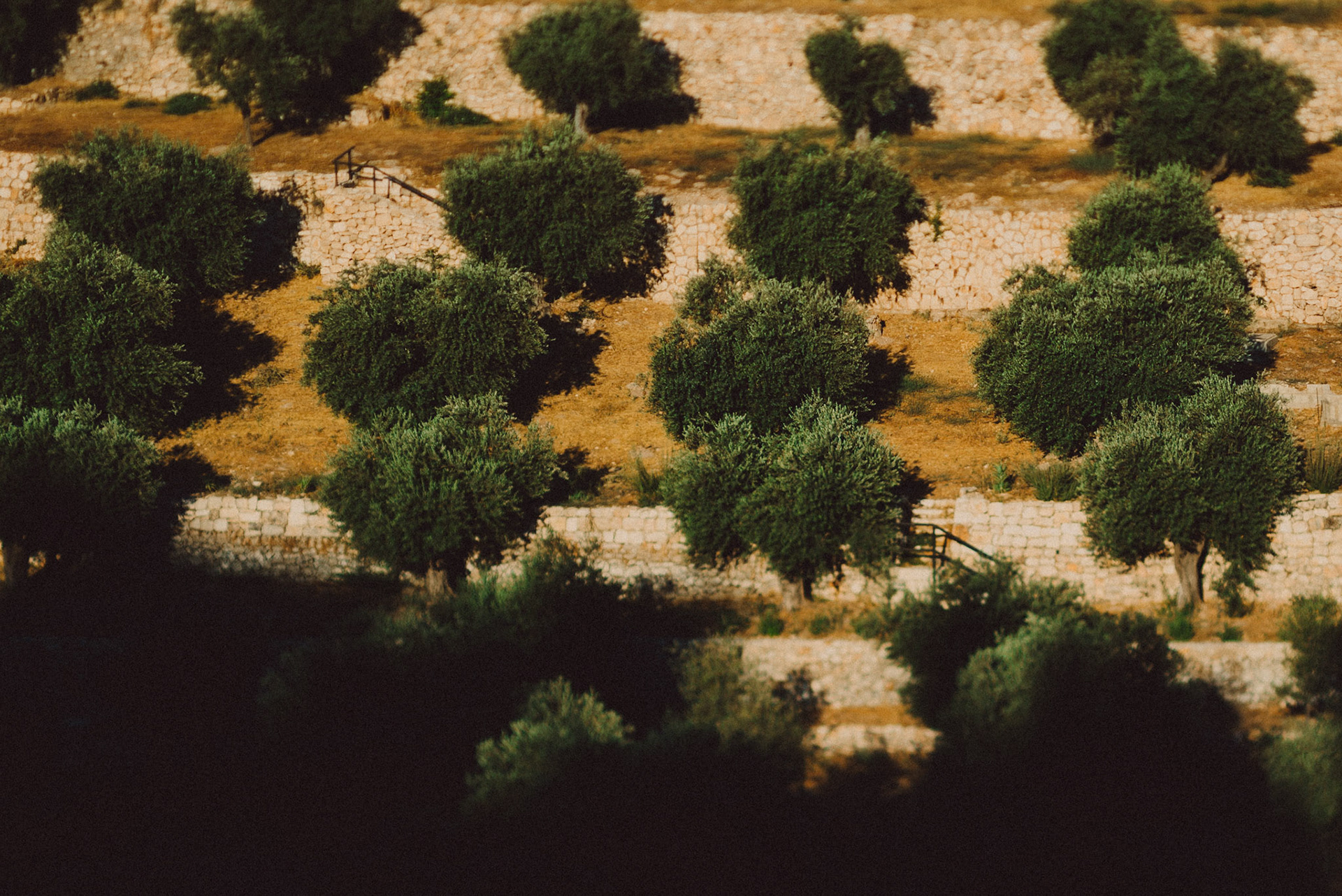 Olive trees in the Kidron Valley, Jerusalem, Israel, July 2015, Sony A7S.