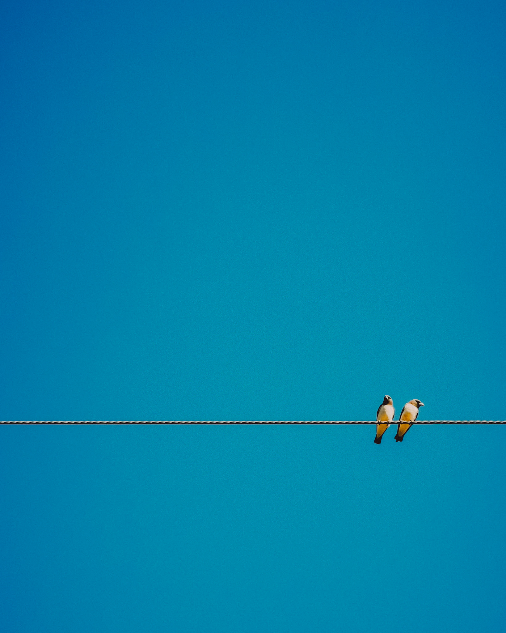 A minimalist photo of two birds on a wire, Siargao Island, Philippines, February 2020, Huawei P30 Pro.