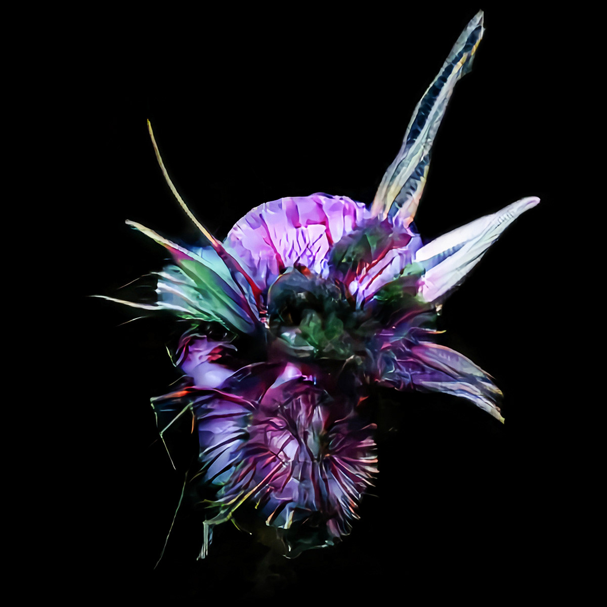 Iyalonna Lessicus, "Witch's Blossom"