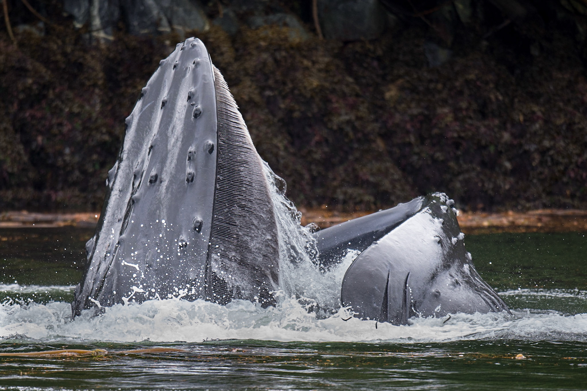 Humback Whales, BC