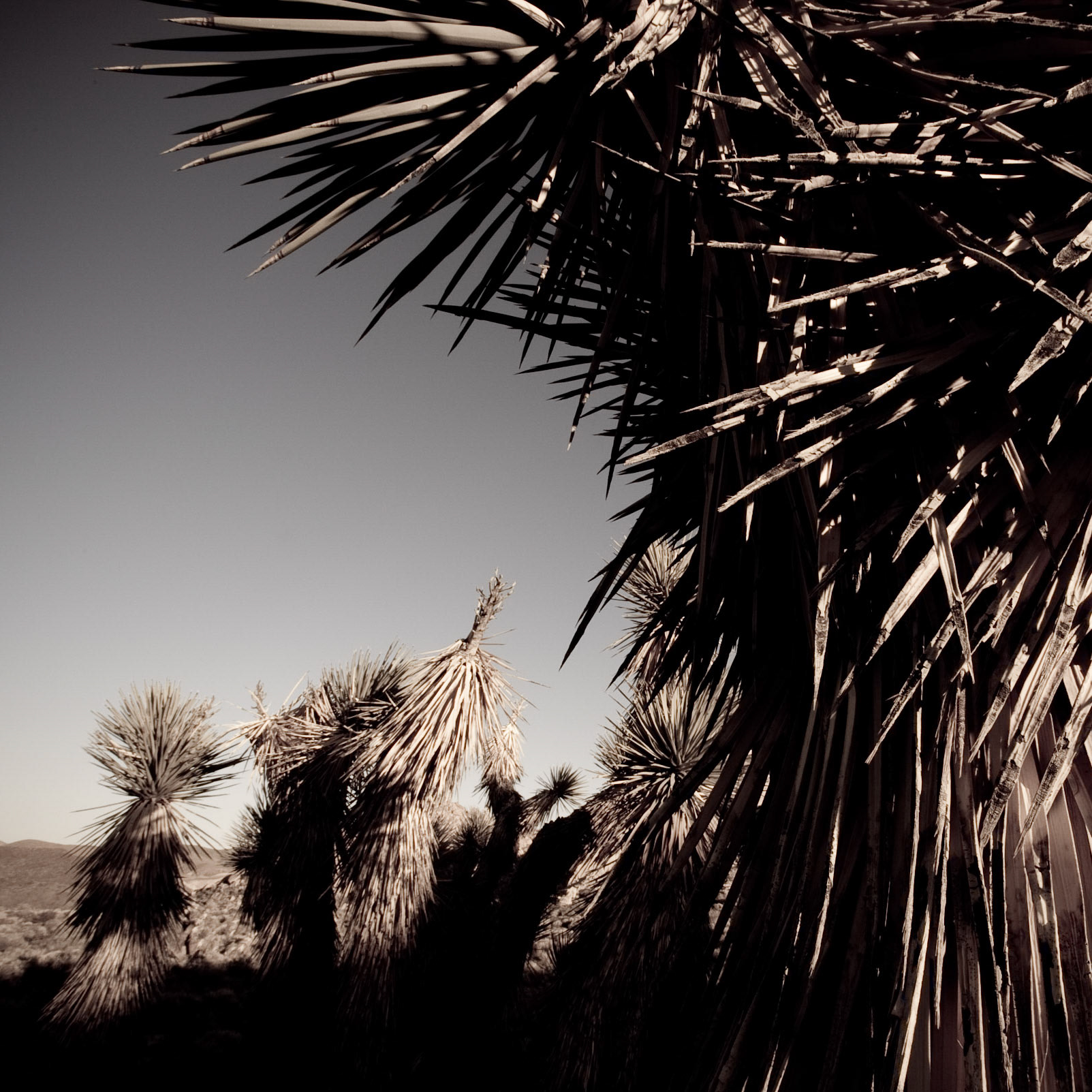Dancing Joshua Trees