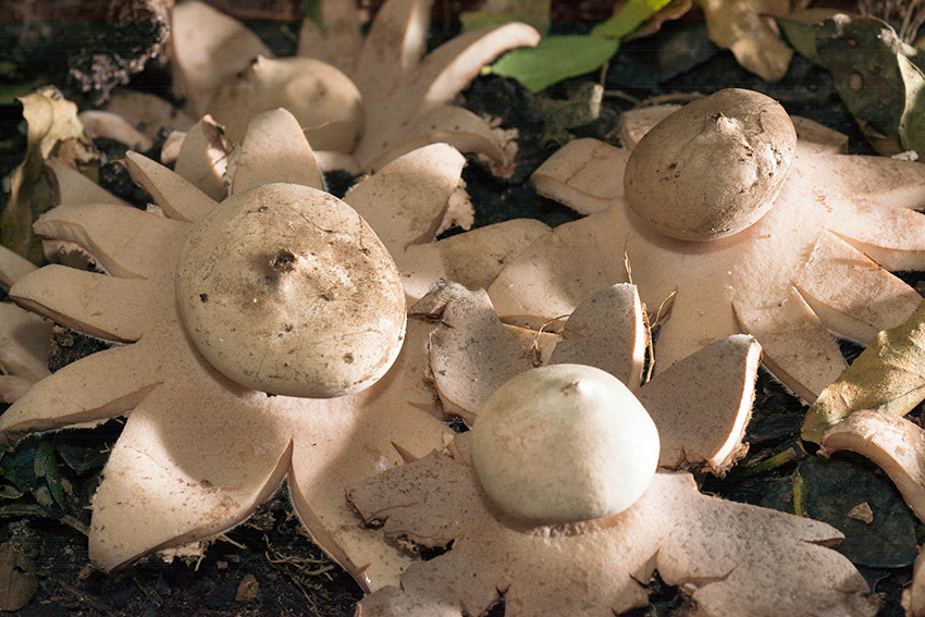Earth Star Mushrooms