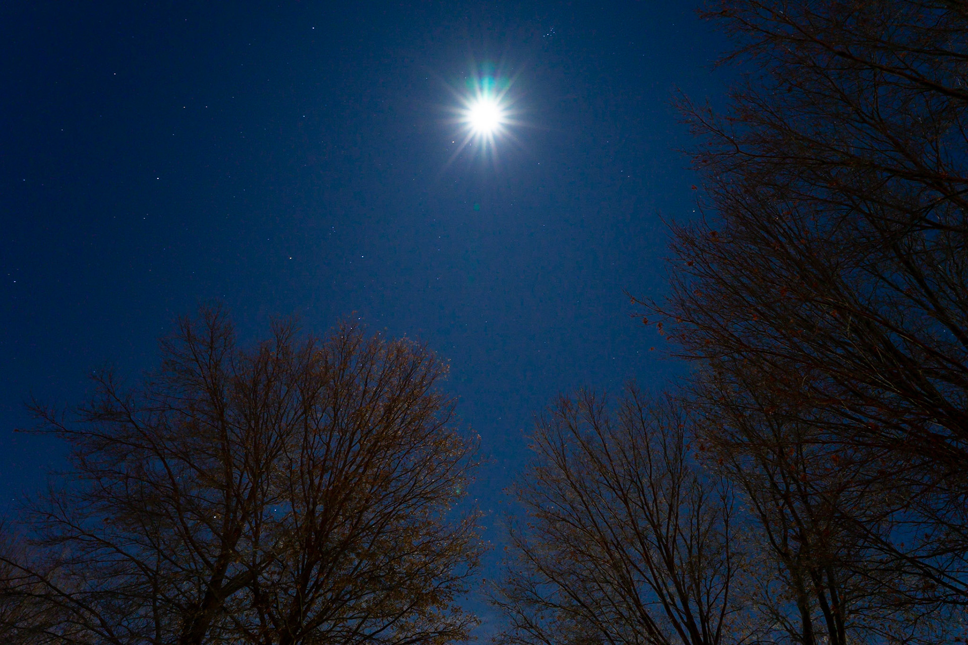 MO - Between the Trees