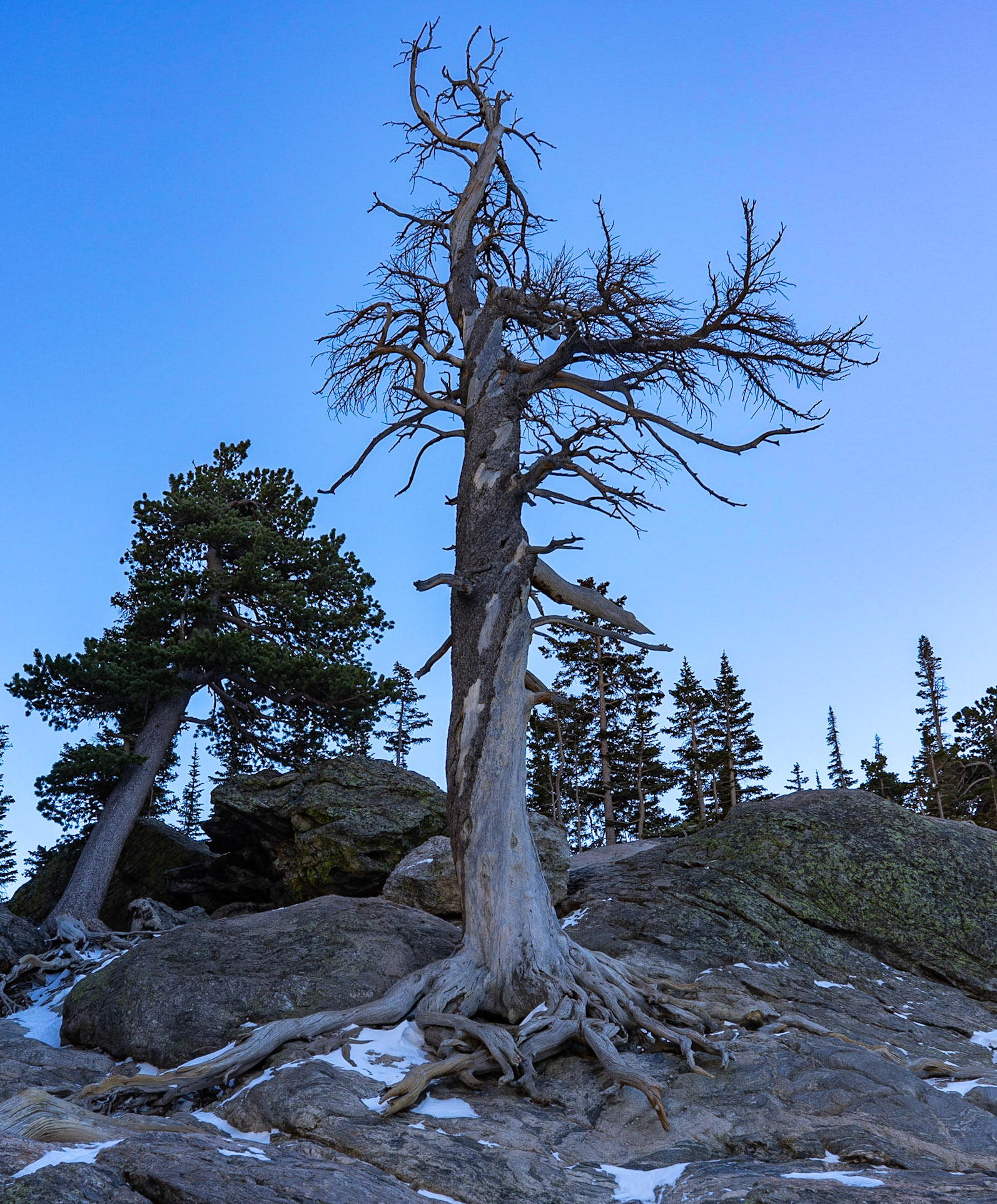 RMNP - Twisted Tree