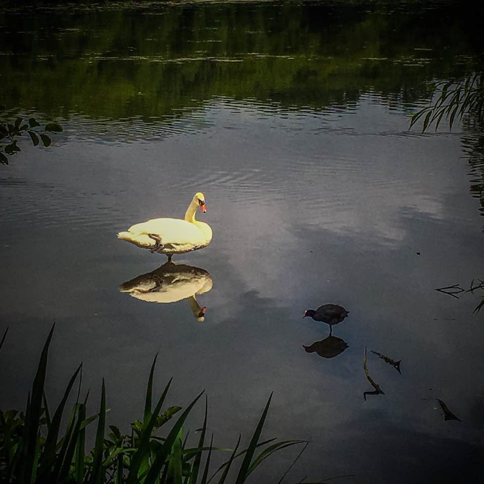 Swan & Moorhen