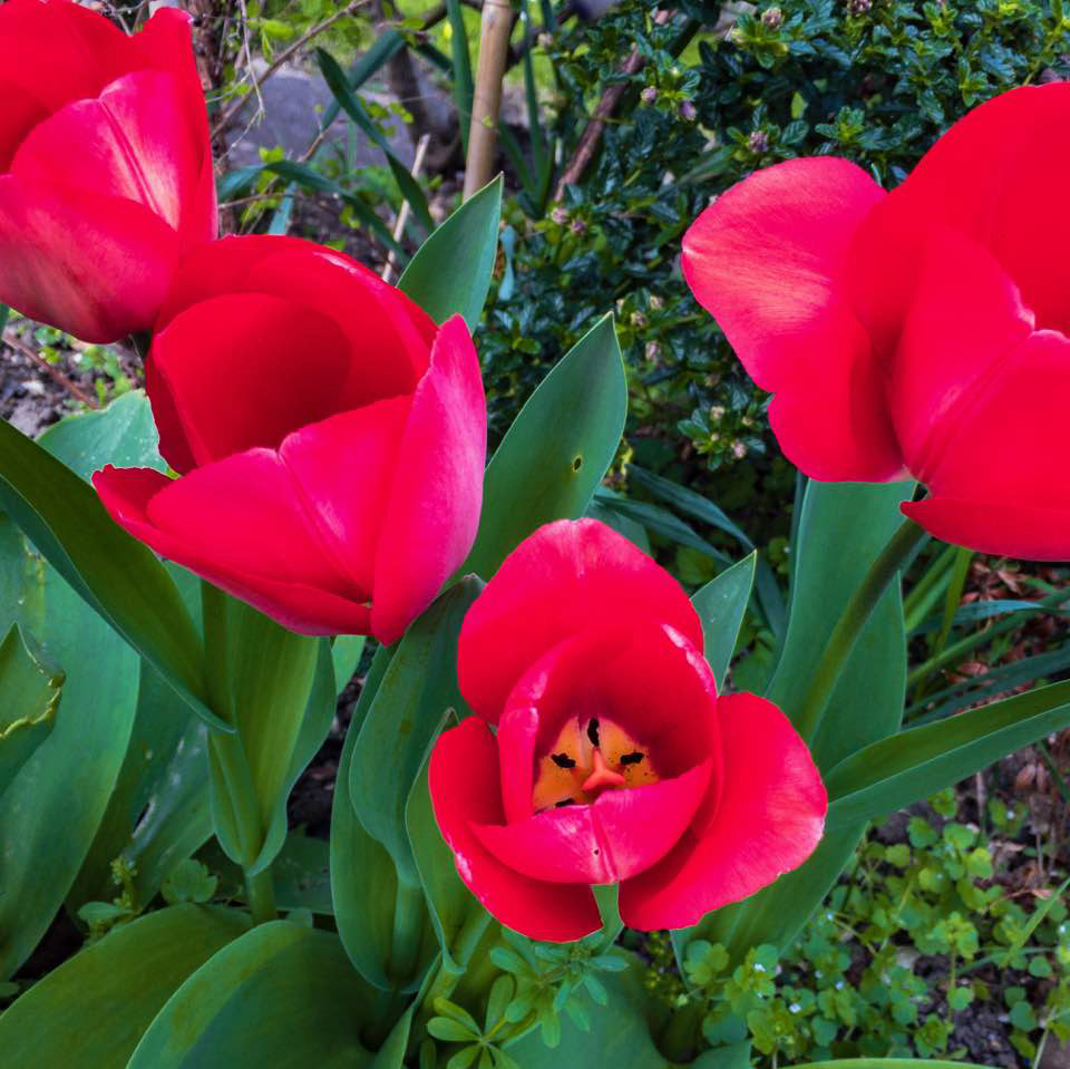 Red Tulips