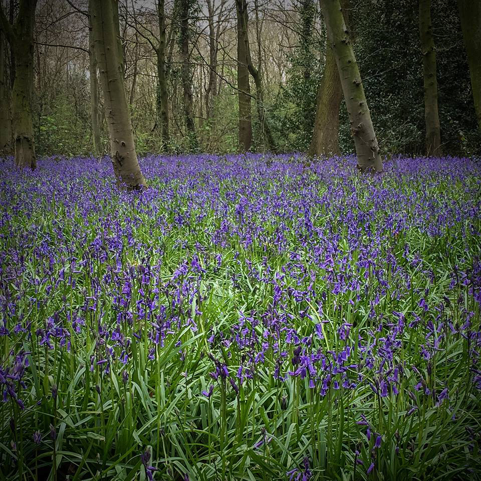 Bluebells in Wanstead Park