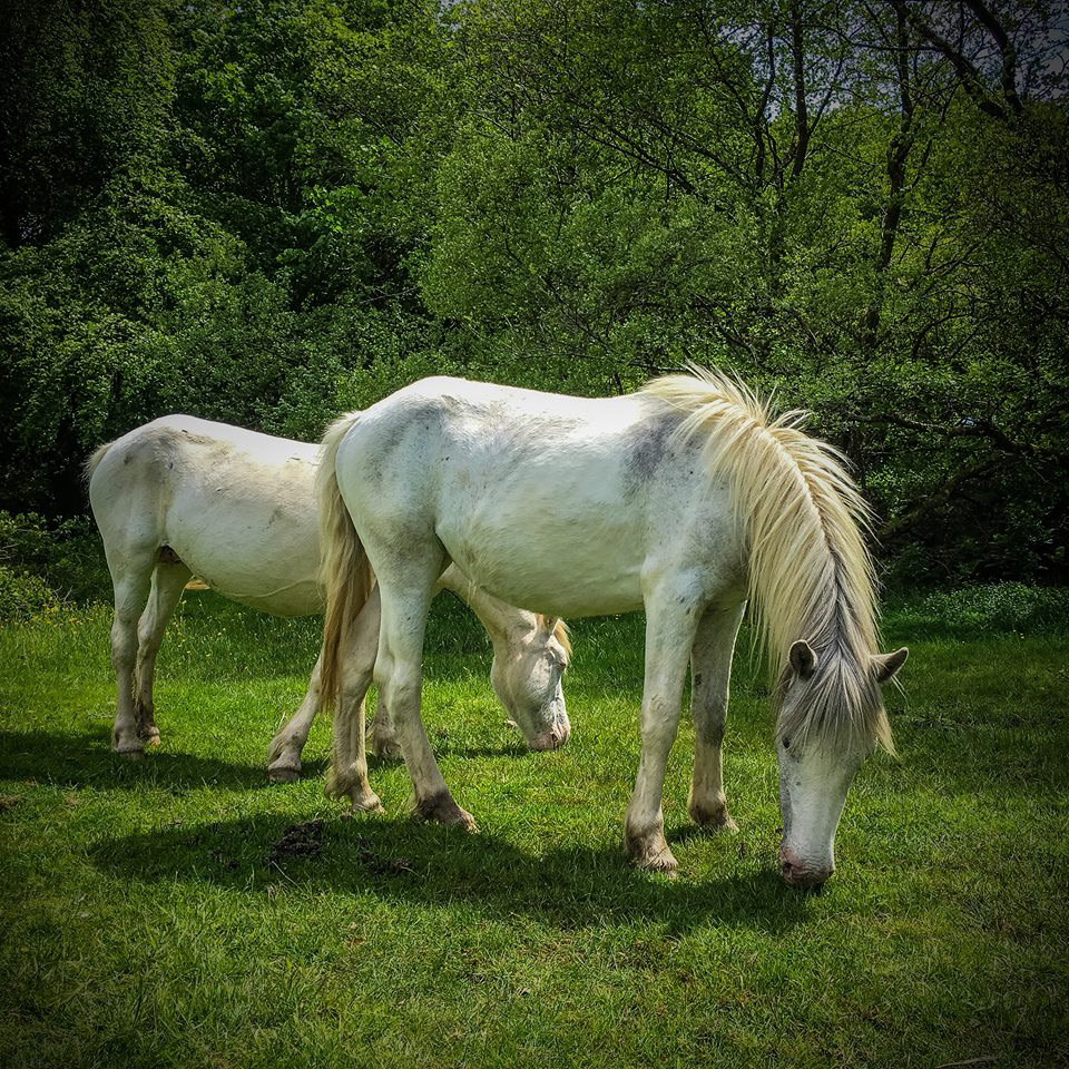 Dartmoor Ponies
