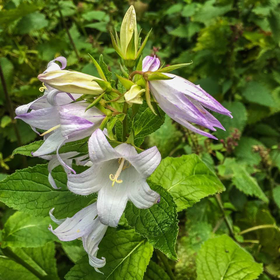 Giant Bellflower