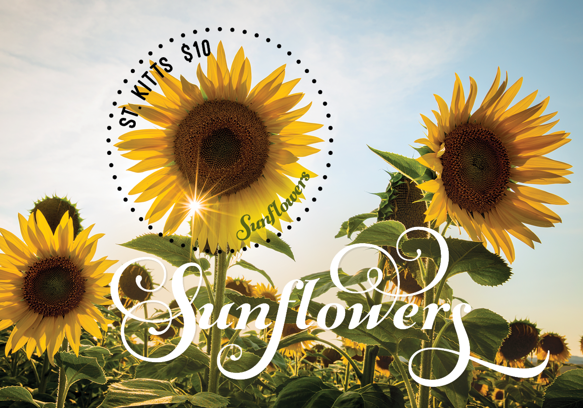 Sunflowers for St. Kitts