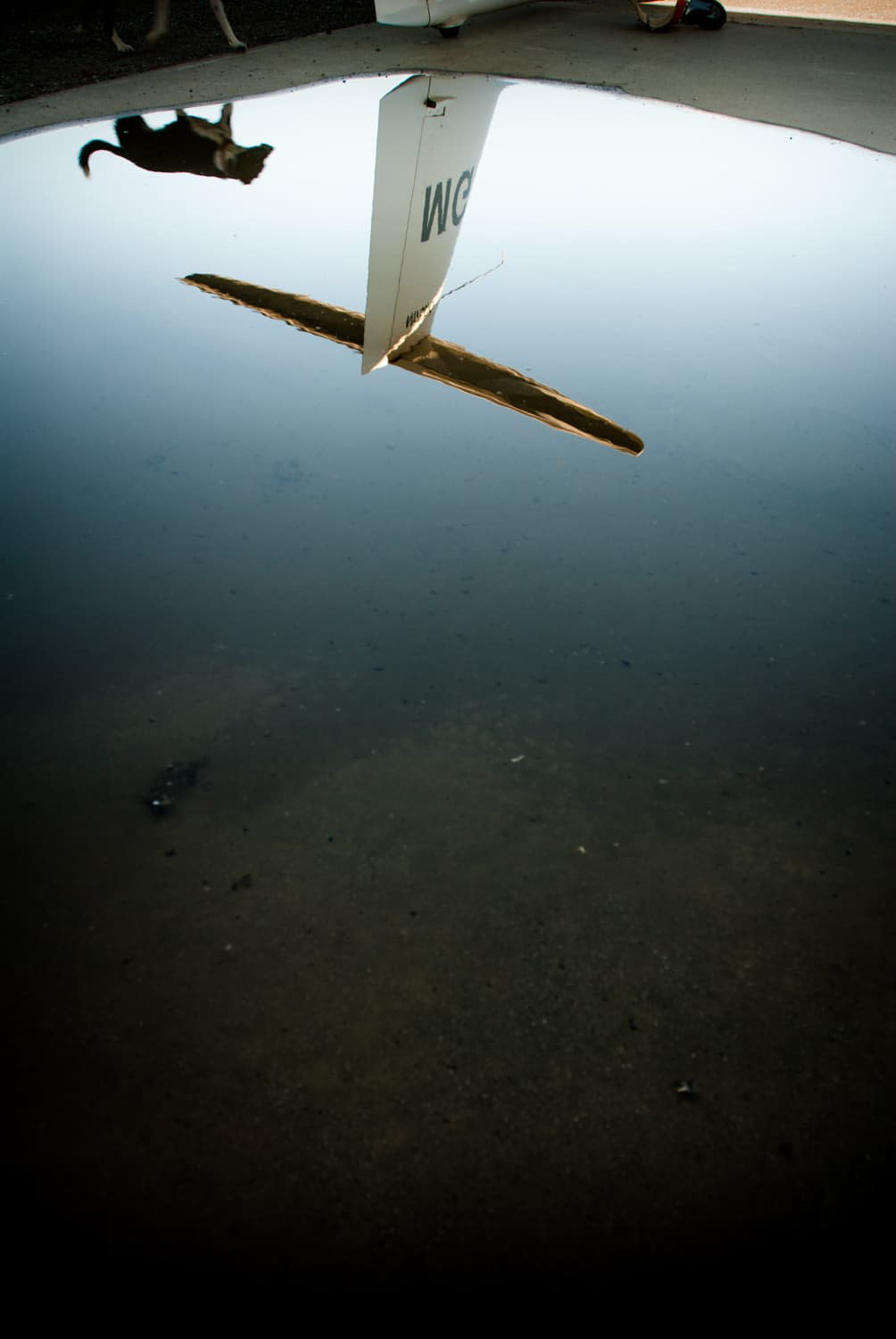 Glidder plane with dog