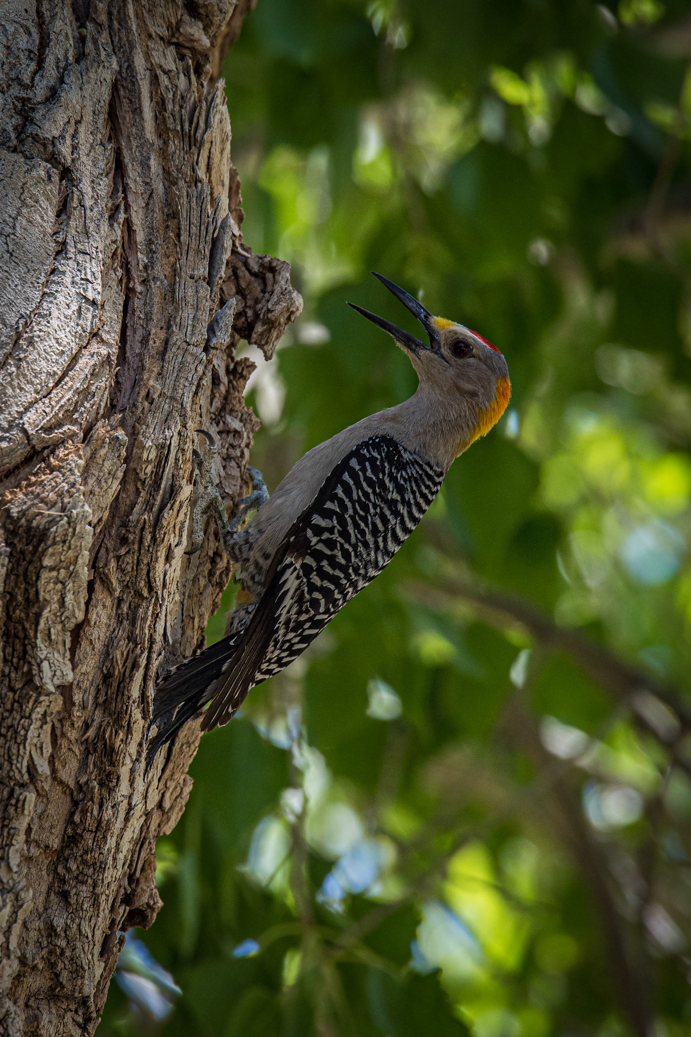 Golden-fronted Woodpecker