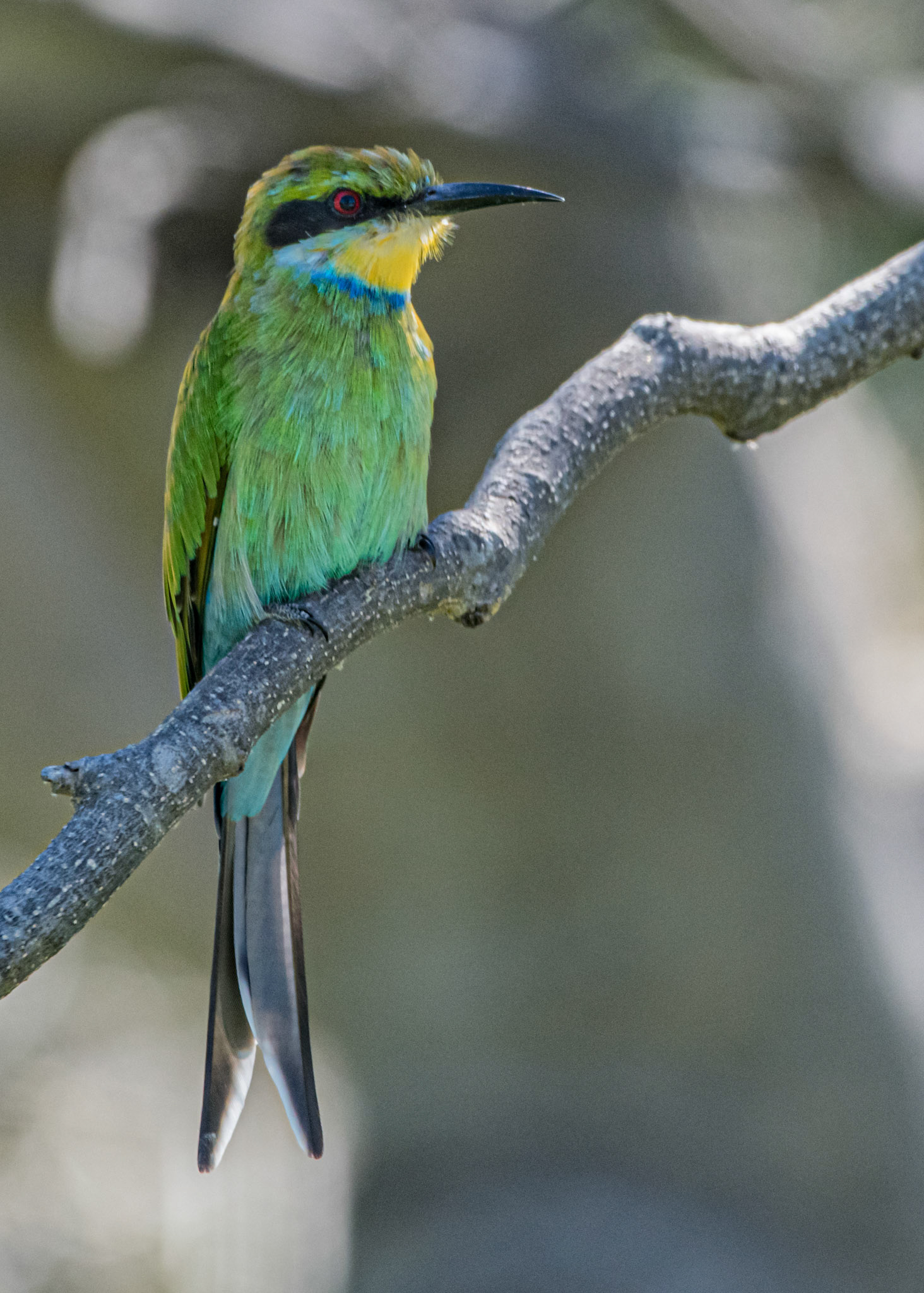 Swallow-tailed Bee-eater