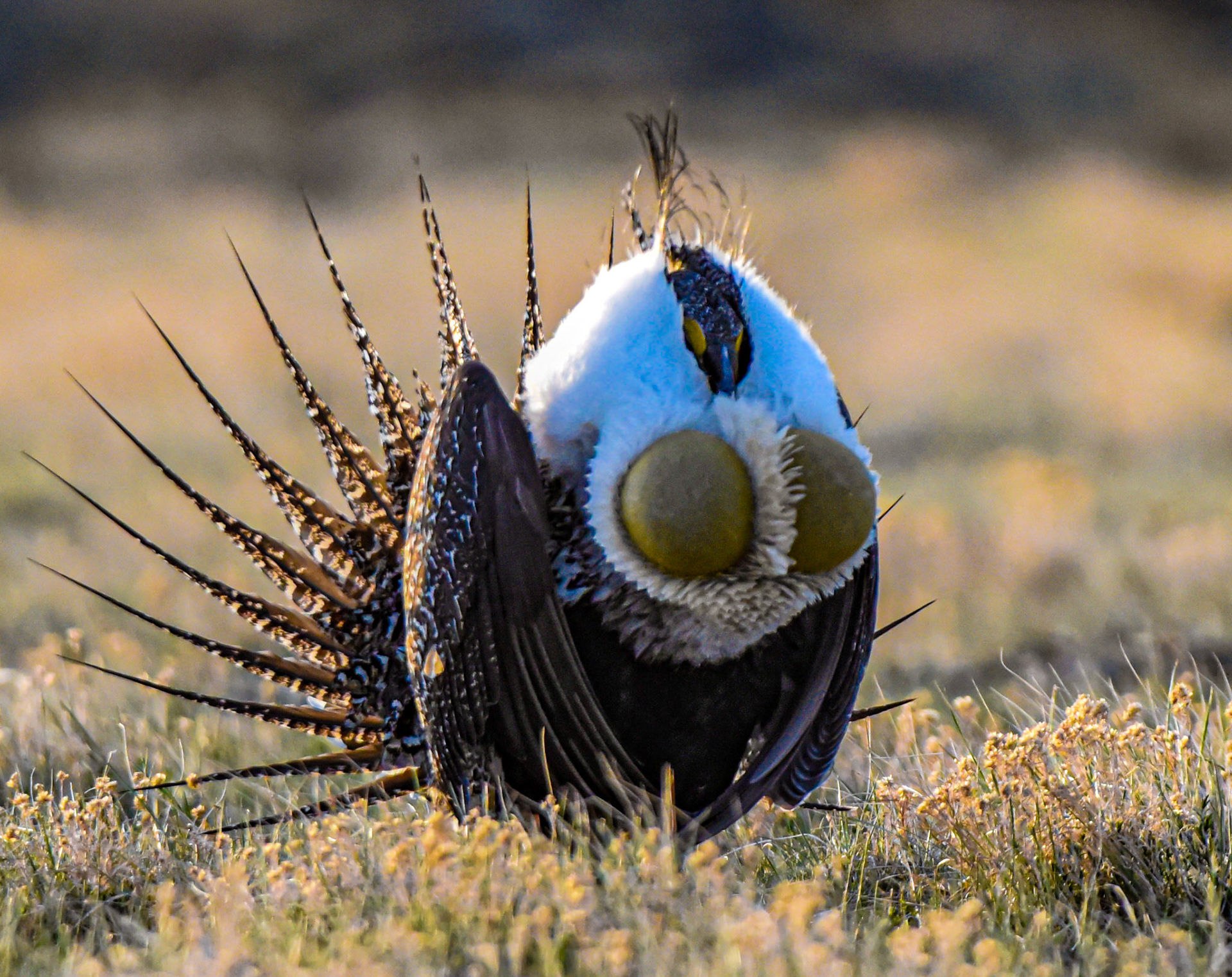 Greater Sage-Grouse