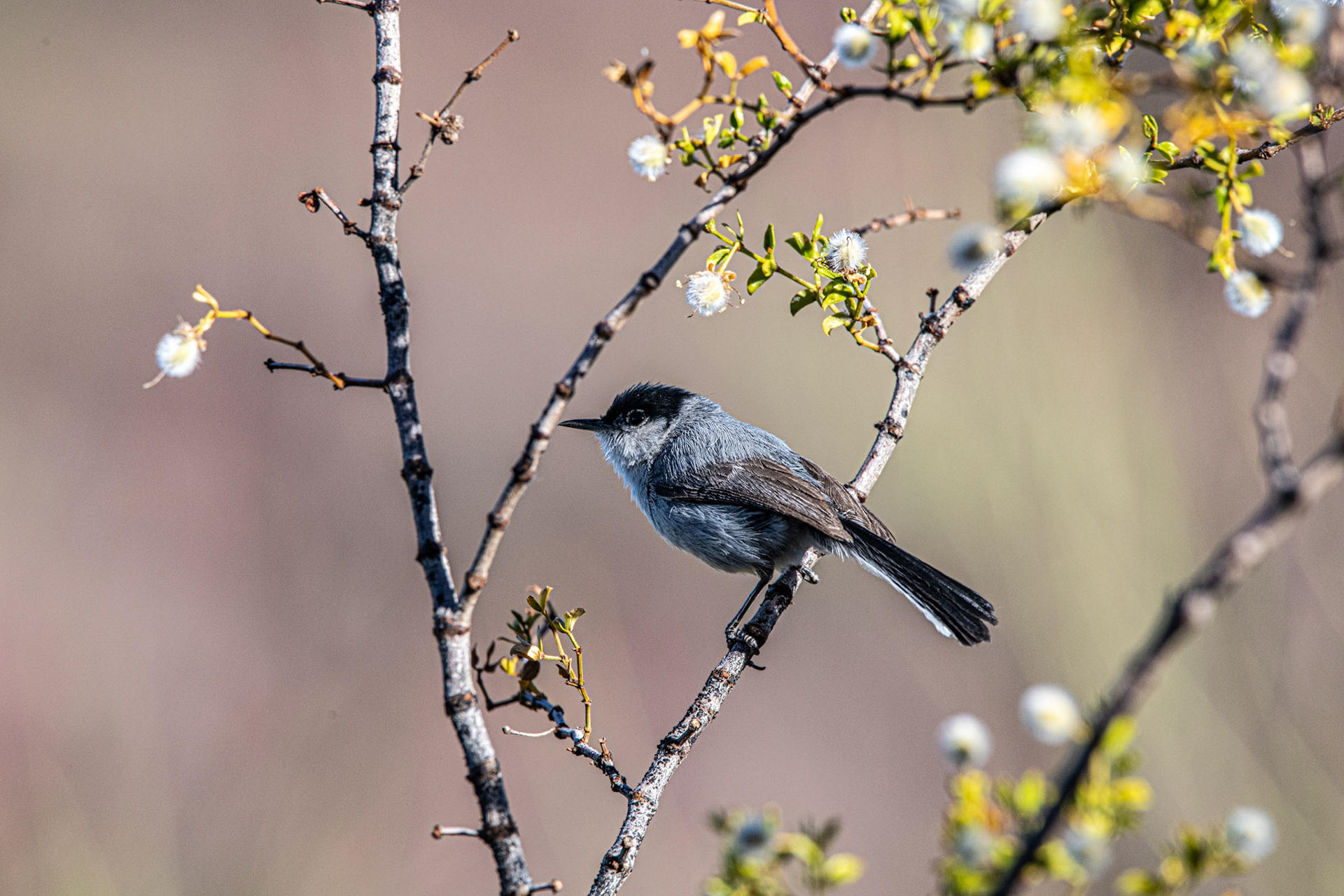 Black-caped Gnatcatcher