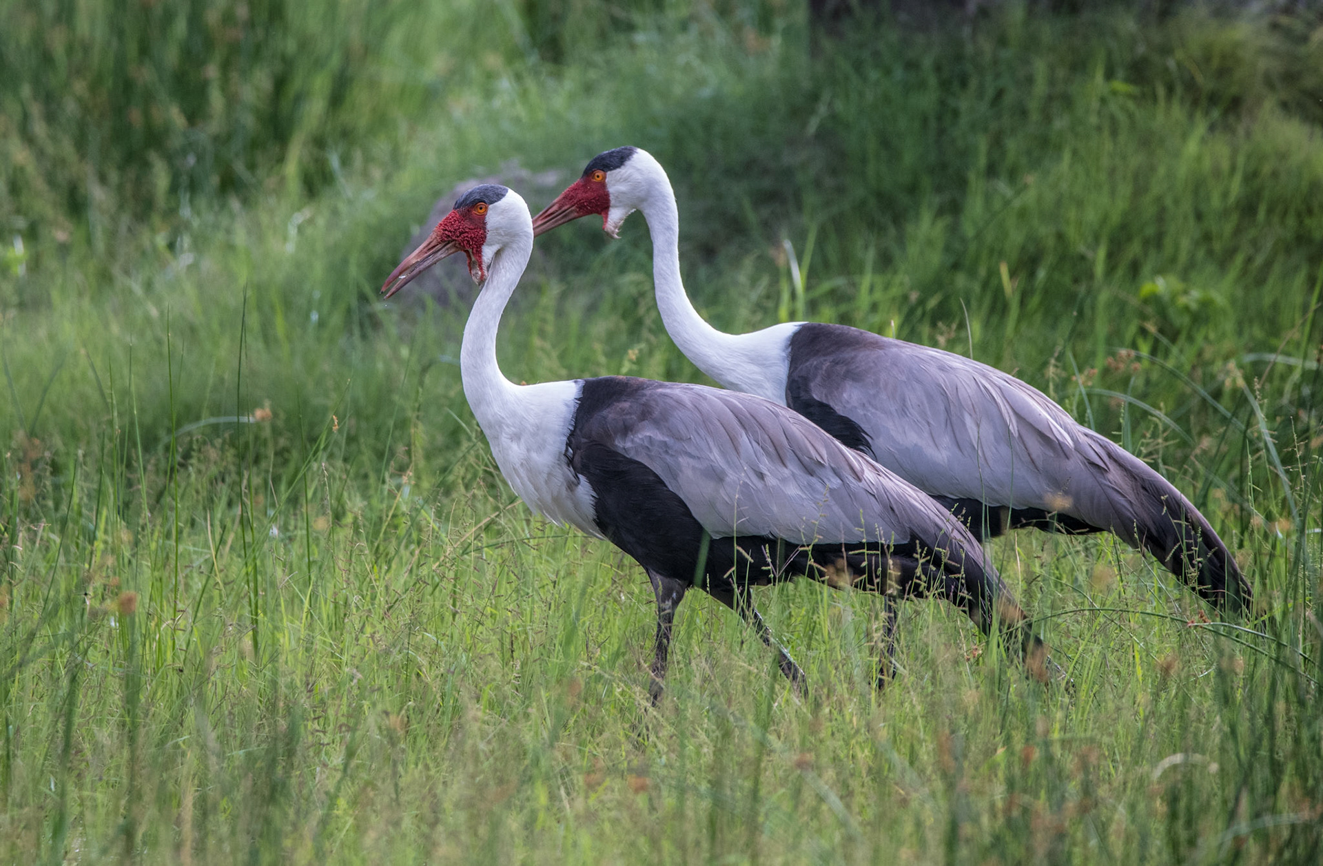 Wattled Crane