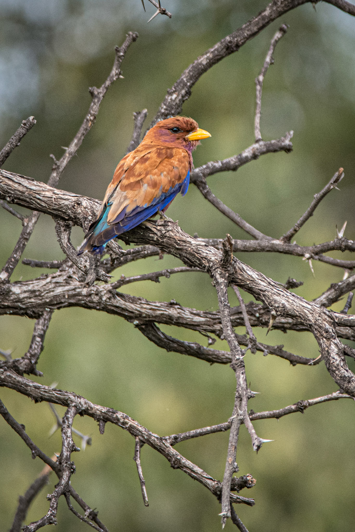 Broad-billed Rolledr
