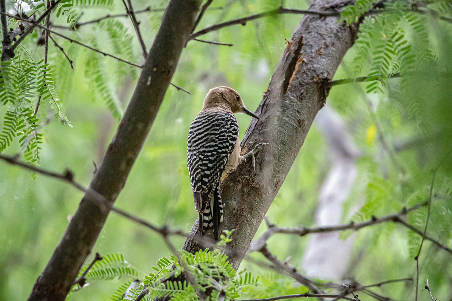Gila Woodpecker
