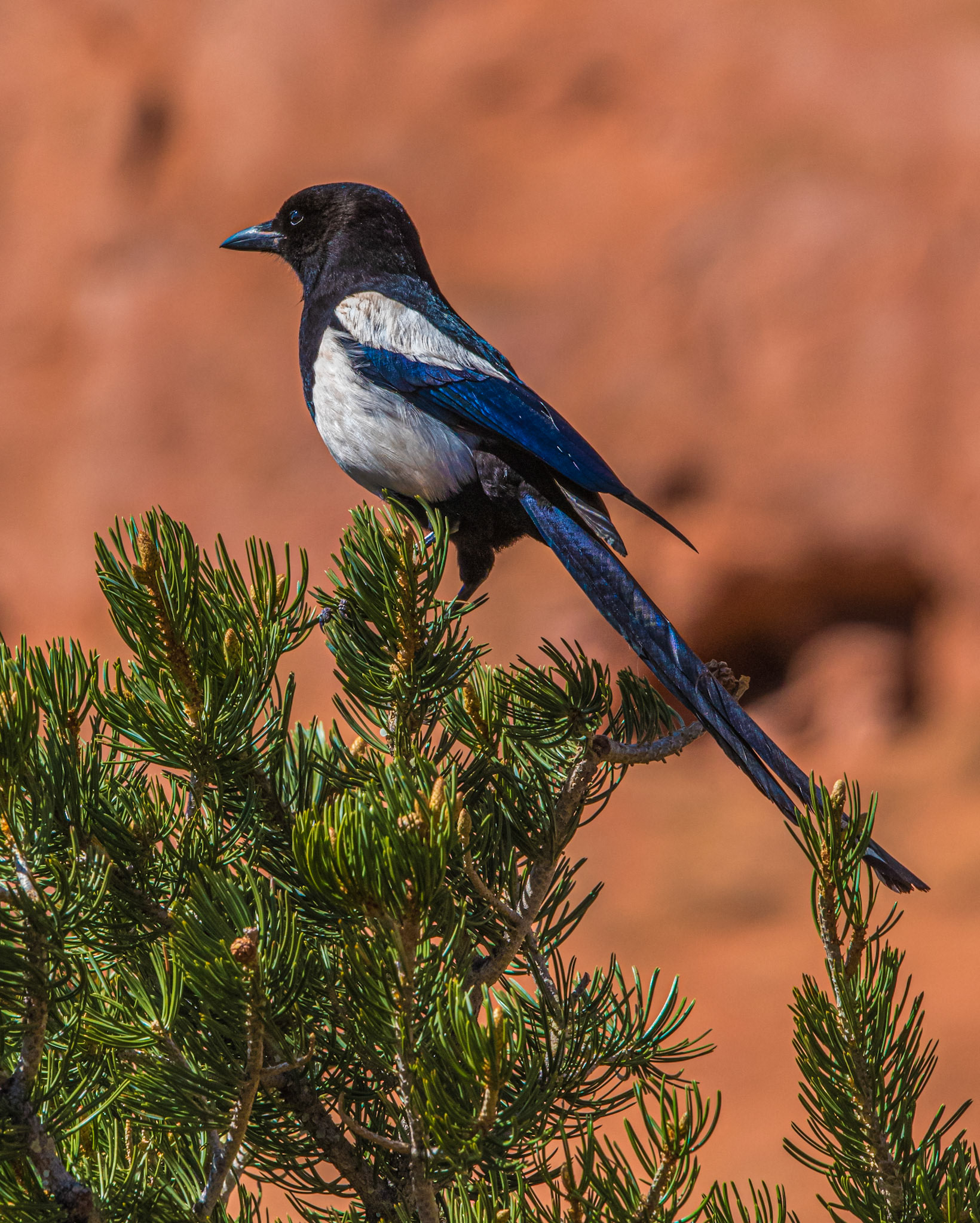 Black-billed Magpie