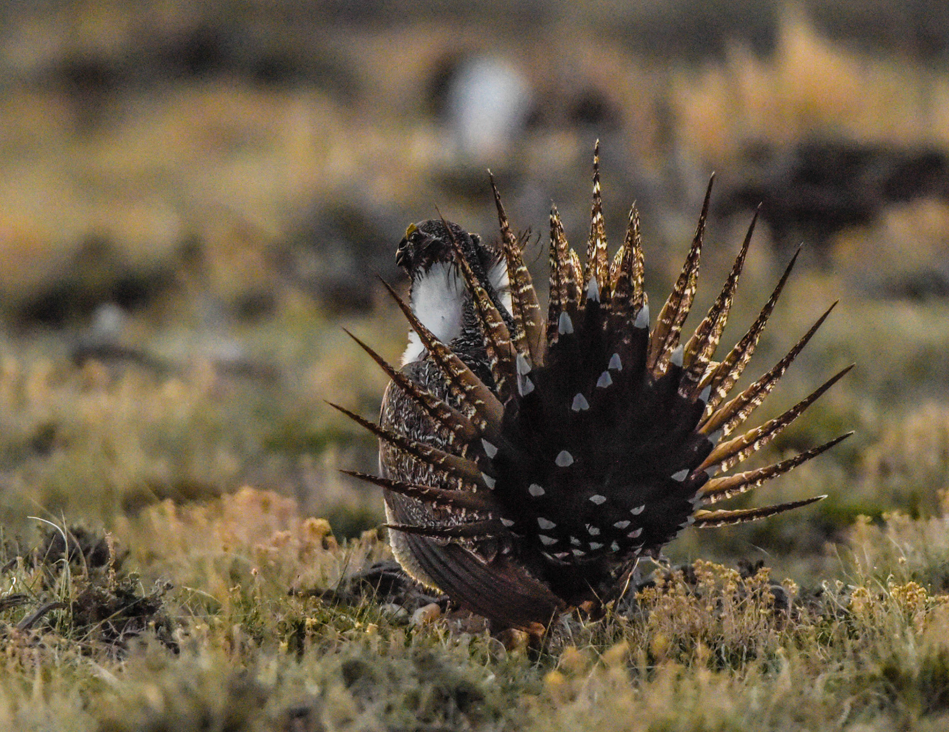Greater Sage-Grouse