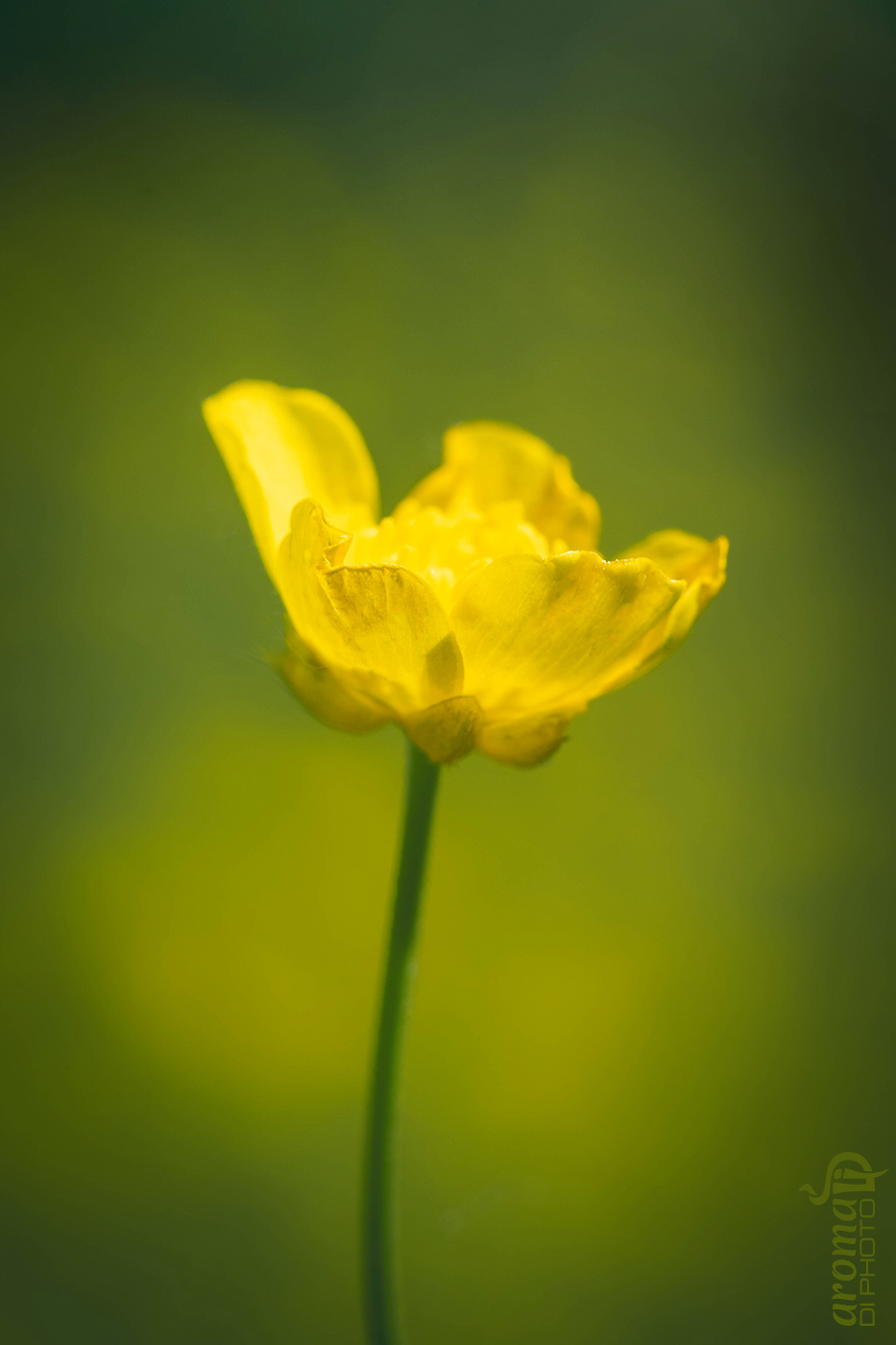 Yellow is the new black