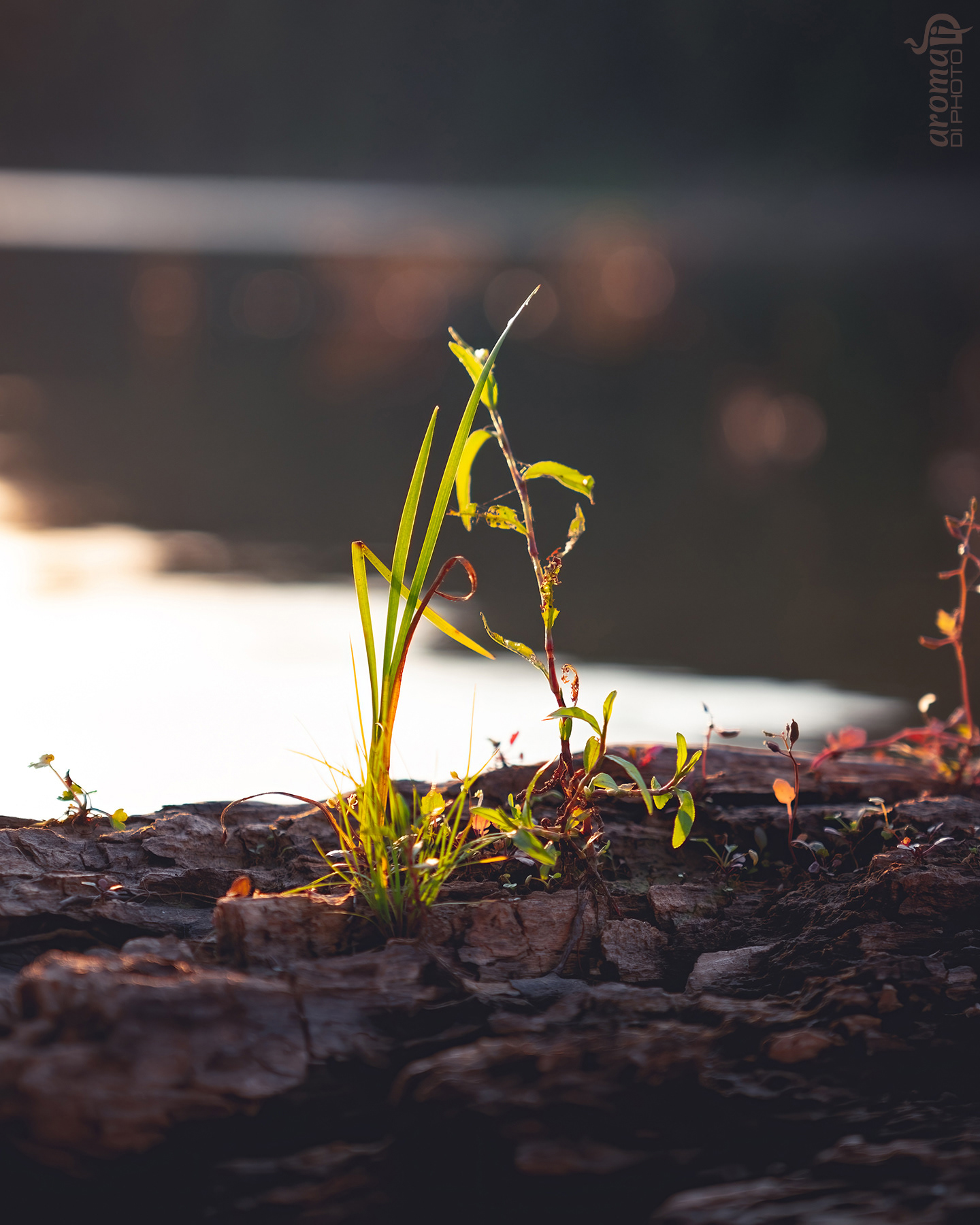 Plant on Taut Lake