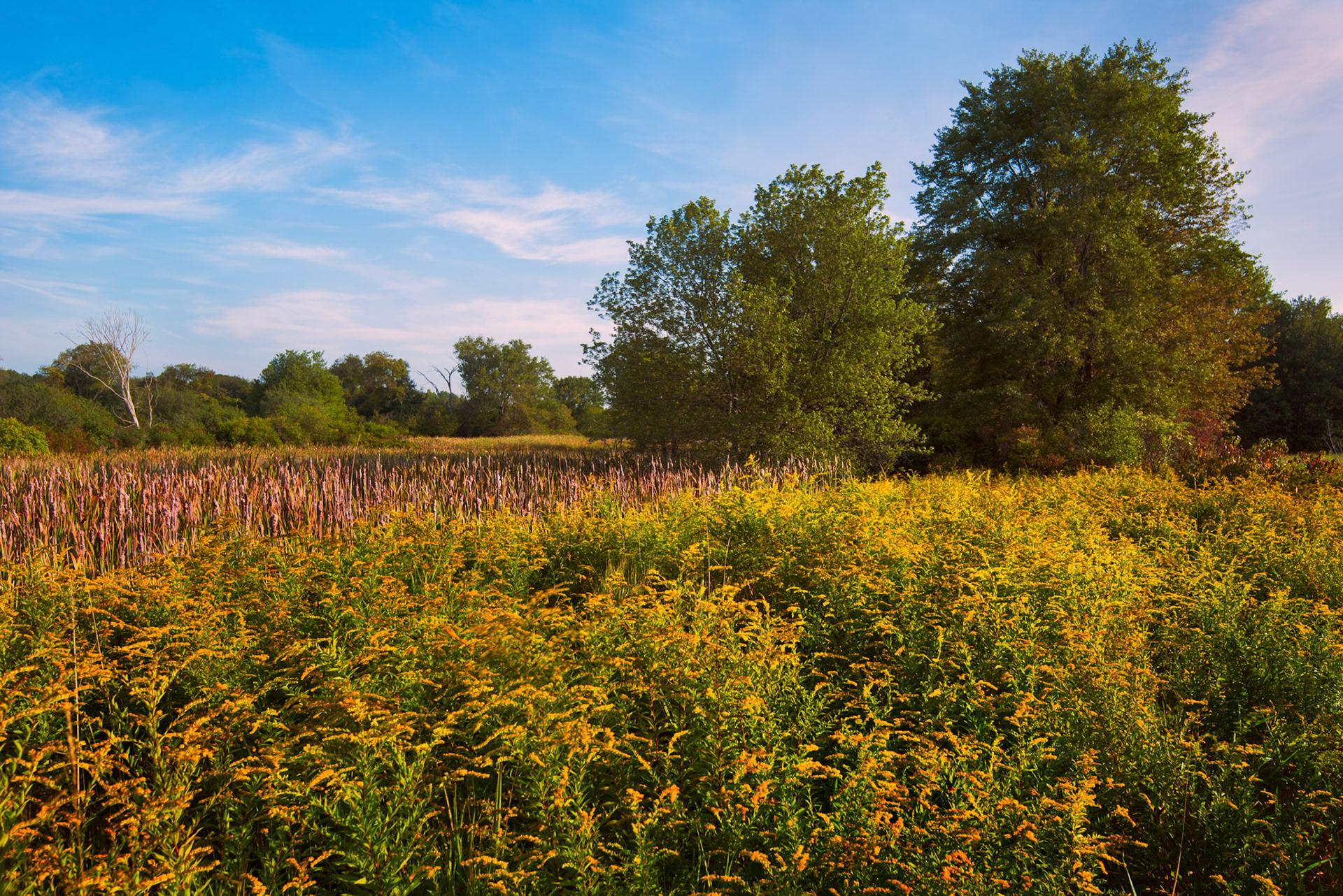 Norfolk Wetlands 011