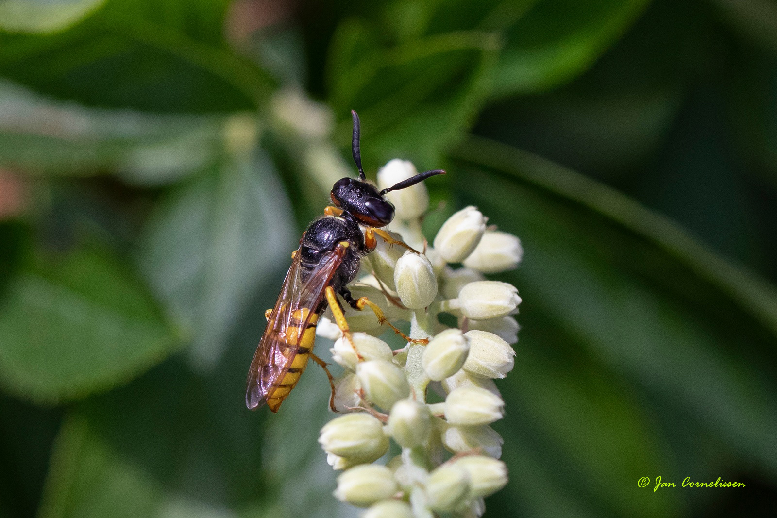 Bijenwolf - Philanthus triangulum (Pelt, B)