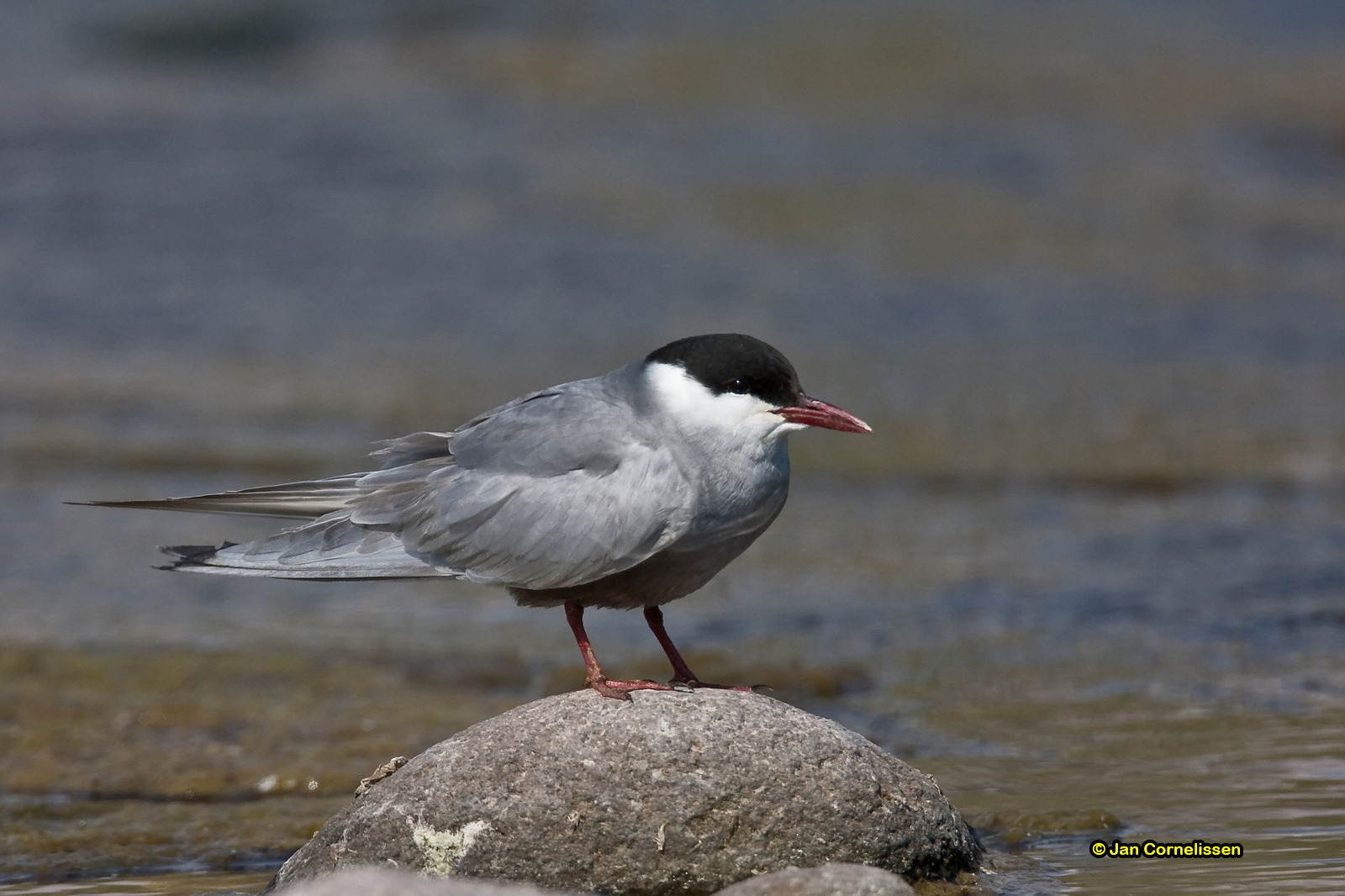 Witwangstern - Whiskered Tern - Chlidonias hybridus