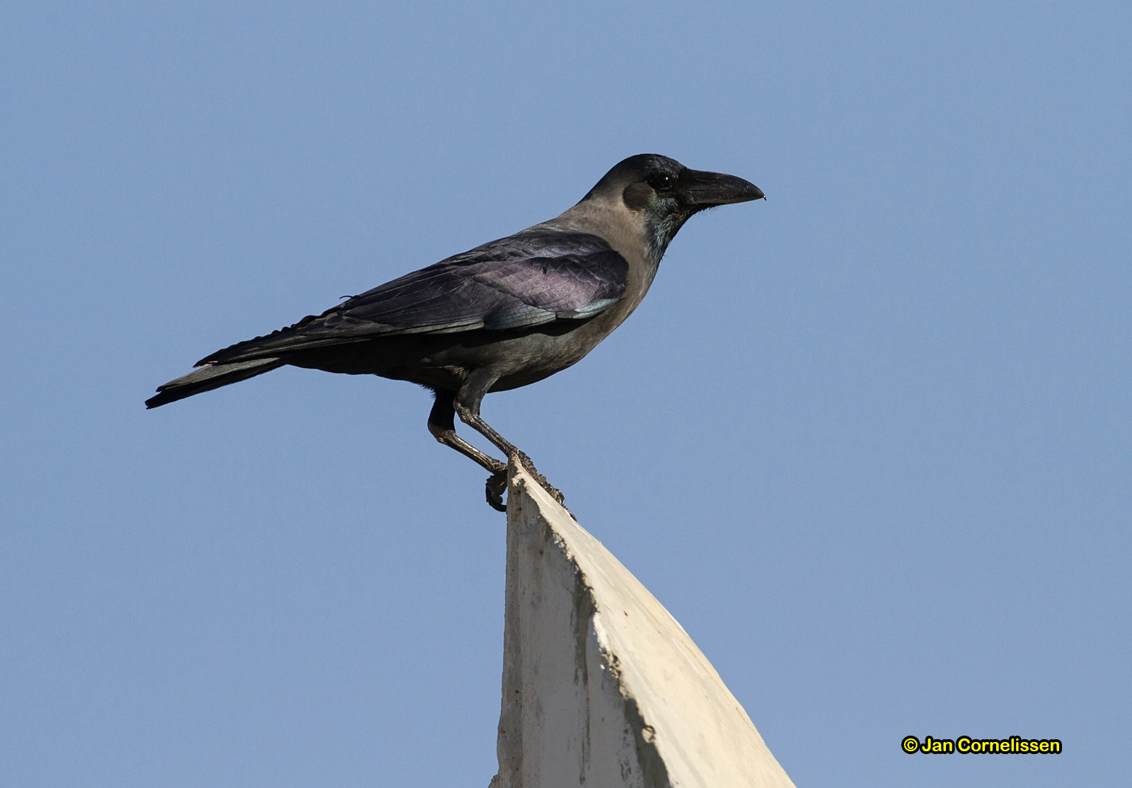 Huiskraai - House Crow- Corvus splendens