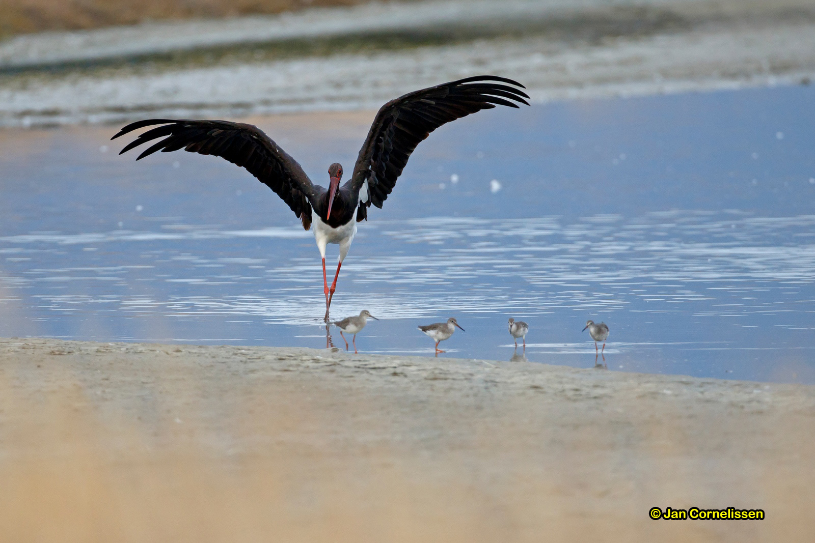 Zwarte ooievaar - Black Stork - Ciconia nigra