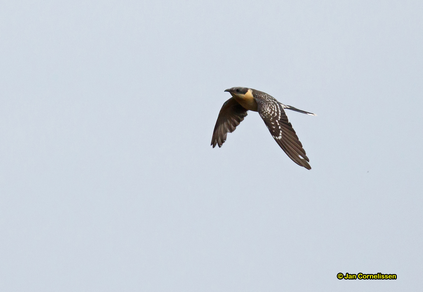Kuifkoekoek - Great Spotted Cuckoo - Clamator glandarius
