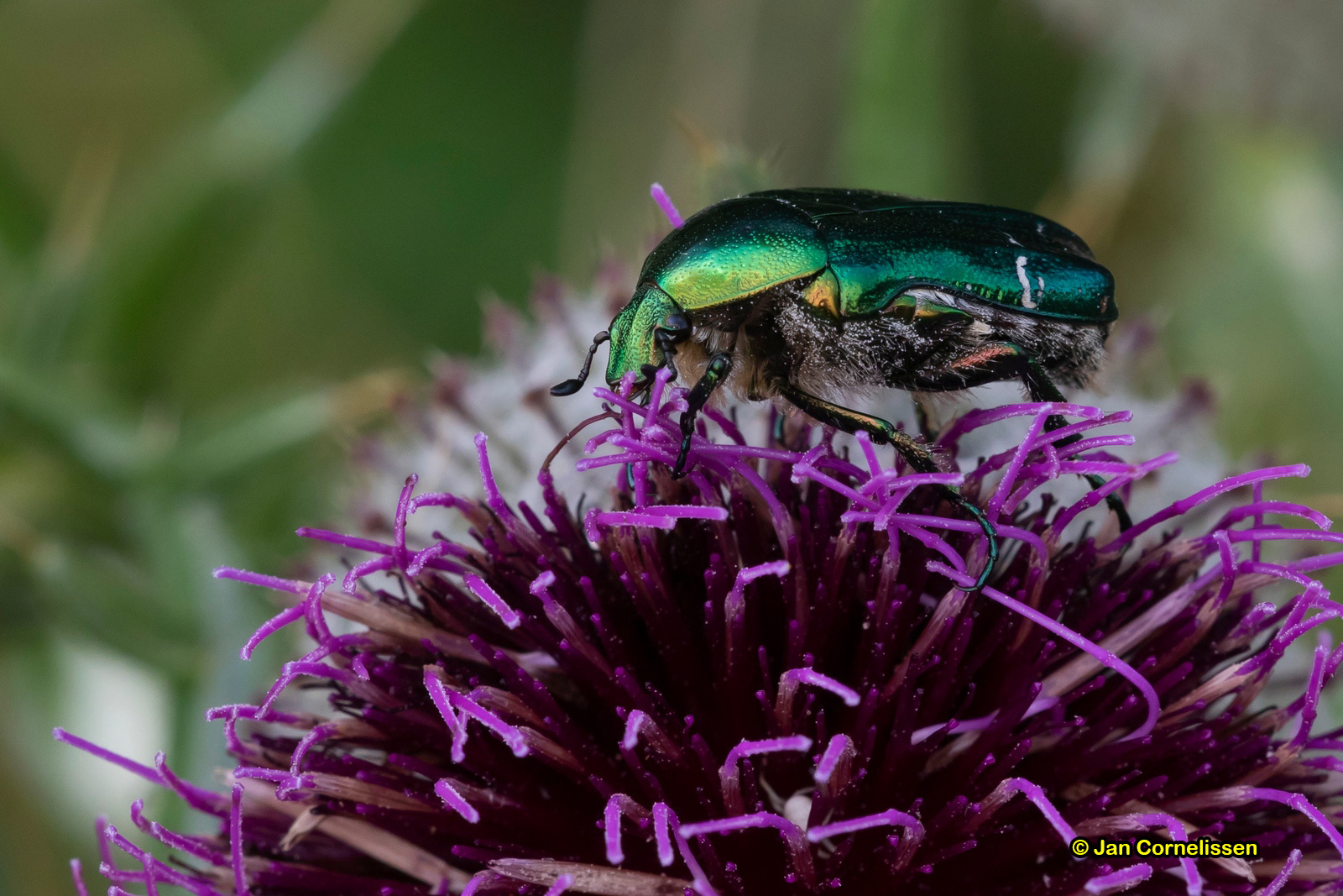Gouden tor - Cetonia aurata (Argonne, F) 2018