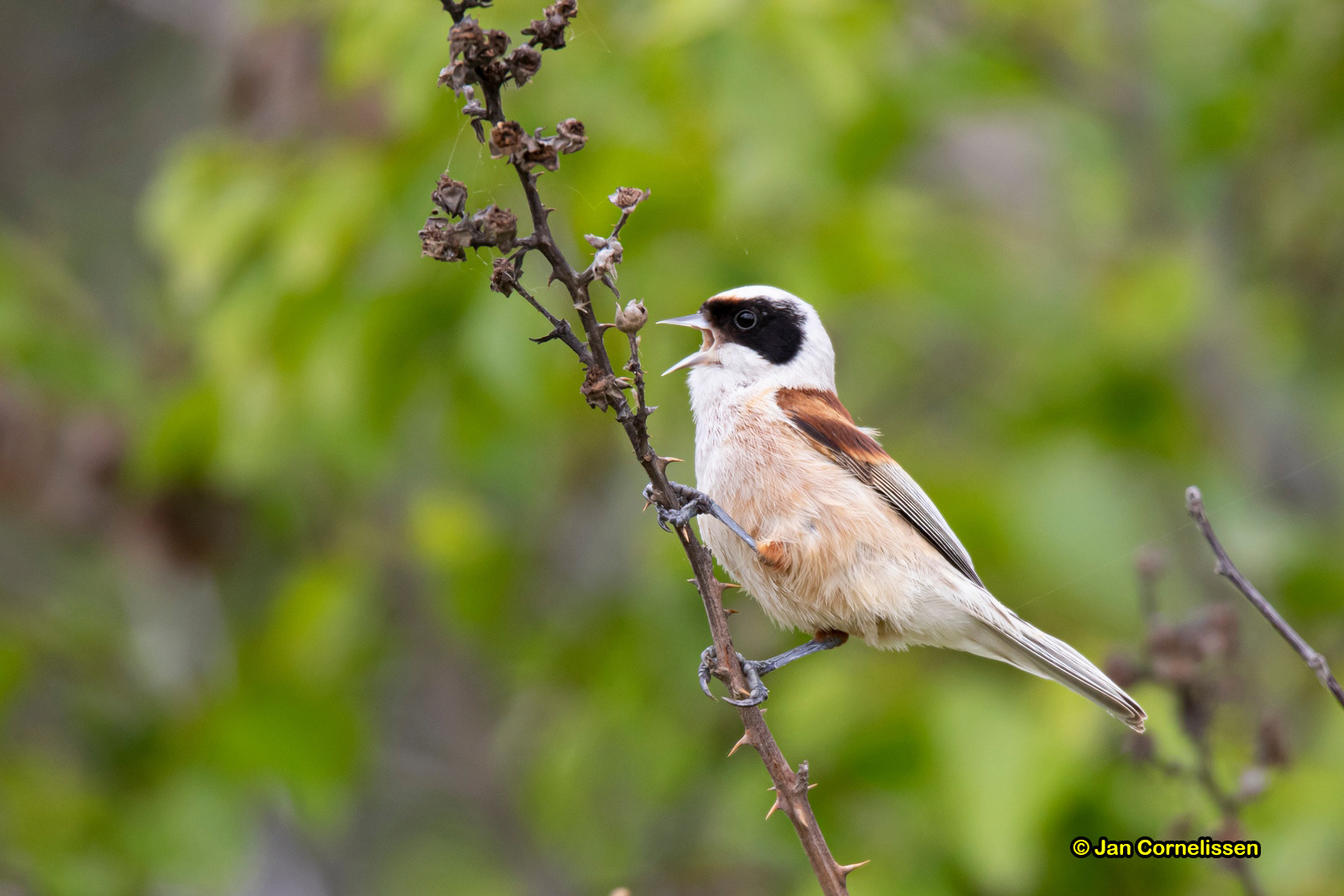 Buidelmees - Penduline Tit - Remiz pendulinus (Ismaridameer, GR), 8-5-2019